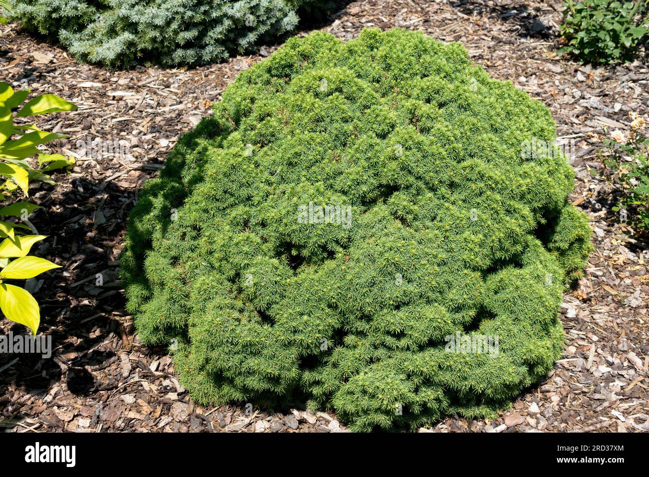 Picea glauca „Alberta Globe“ der Zwergbaum ist gestaucht und kugelförmig und ideal für Felsbrocken und Heiden Stockfoto