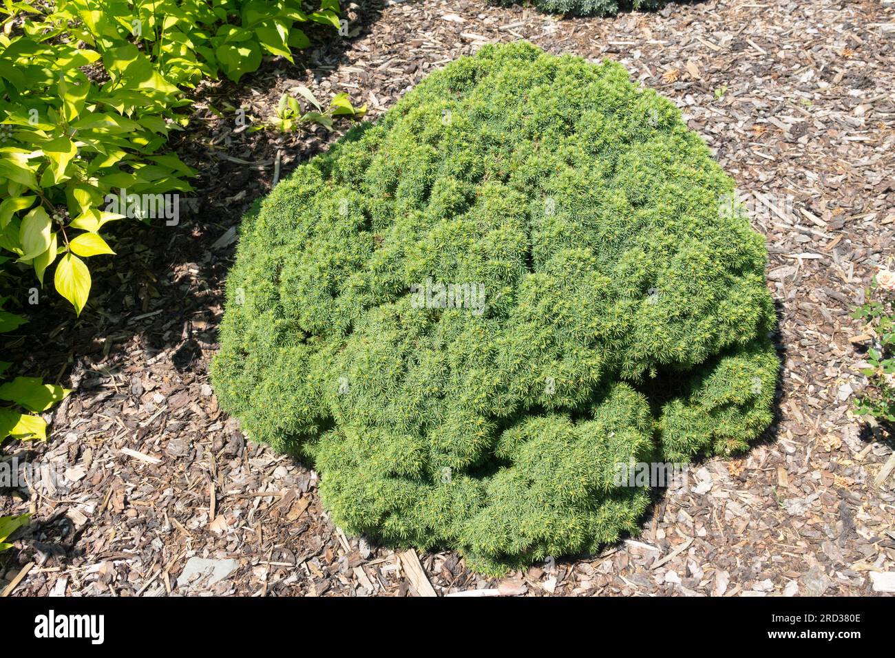 Klein, Nadelholz, Zwergbaum, Picea glauca „Alberta Globe“ Stockfoto