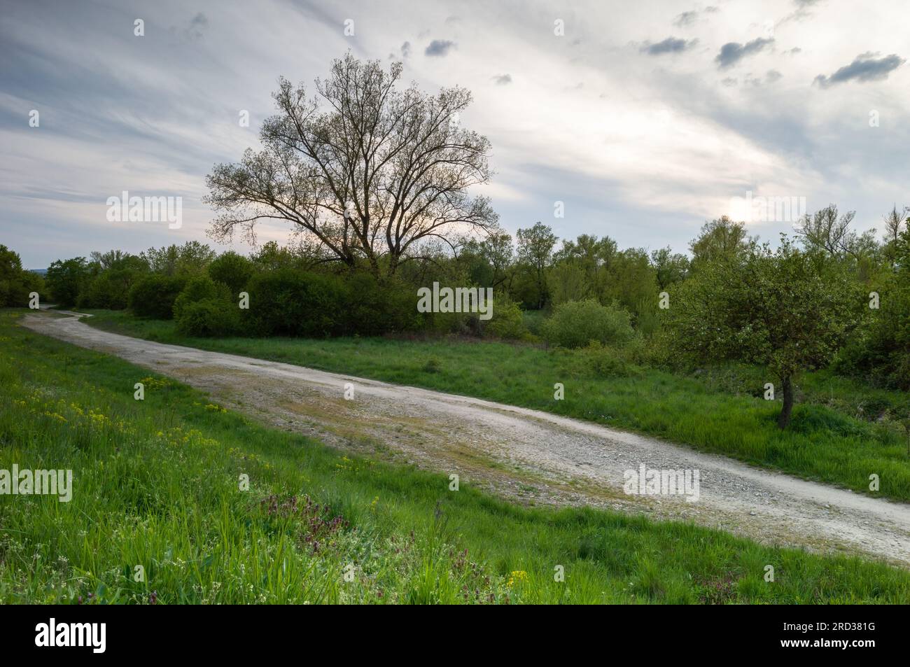 Frühlingslandschaft mit Pfad, großem Baum und frischer grüner Vegetation. Wunderschöne Wolken, Himmel bei Sonnenuntergang. Straße zum Fluss. Beckov, Slowakei Stockfoto