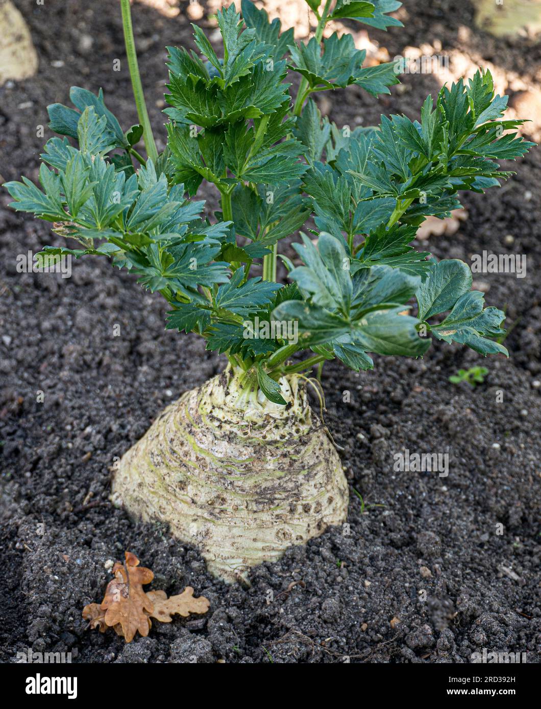 Knollensellerie „PRINZ“ in einem Küchengarten Knollensellerie (Apium graveolens rapaceum) Wurzelgemüse wächst in einem sonnenbeleuchteten Herbstgarten Stockfoto