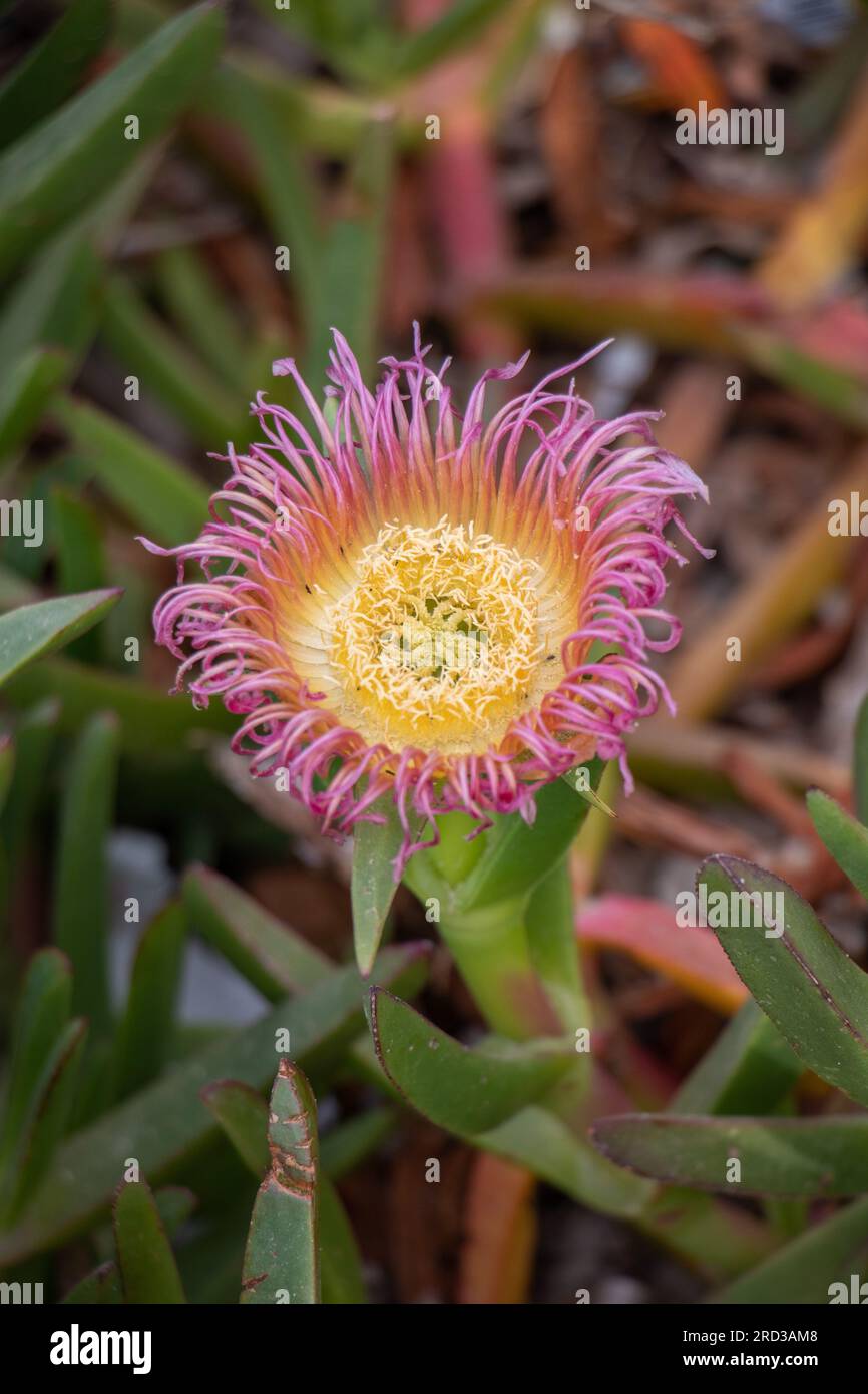 Mesembryanthemum: Botanische Schönheit in der Wildnis Stockfoto