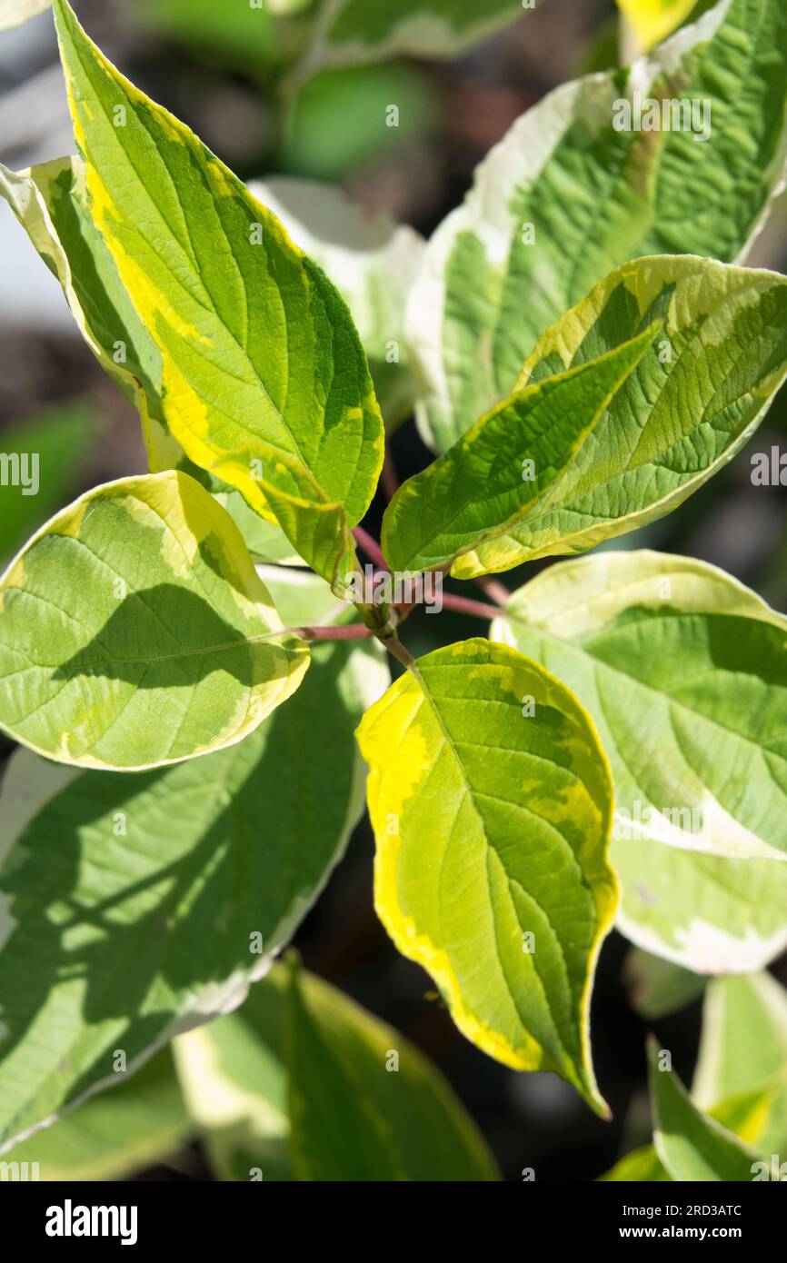 Tatarianischer Dogwood Cornus alba „Spaethii“ Stockfoto