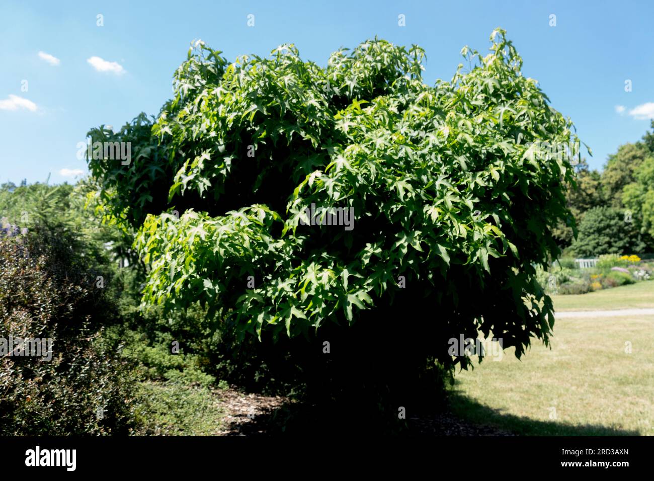 Amerikanisches Süßgum, Liquidambar styraciflua „Gumball“ Stockfoto