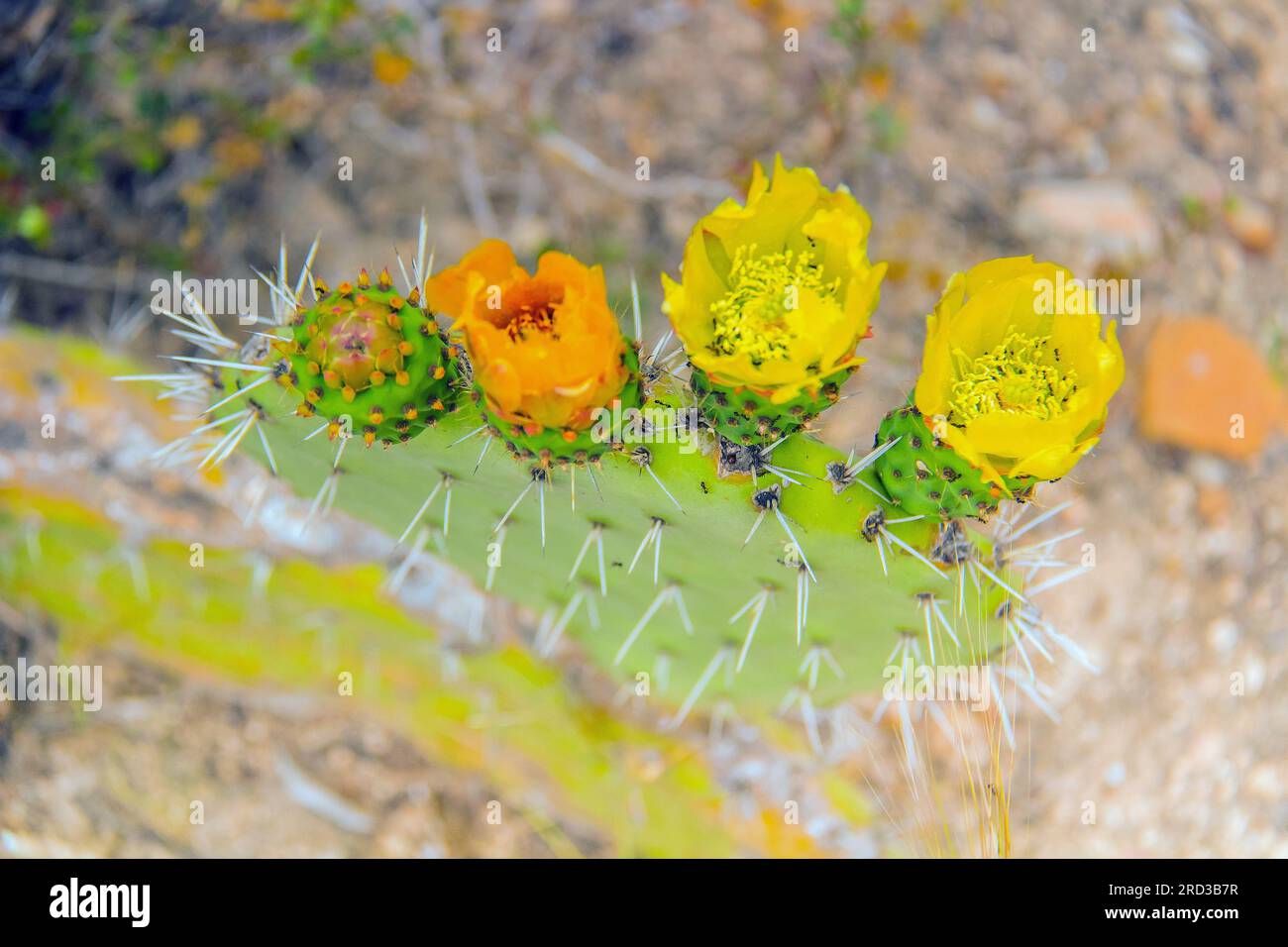 Berberfigur: Majestätischer Kaktus der Wildnis Stockfoto