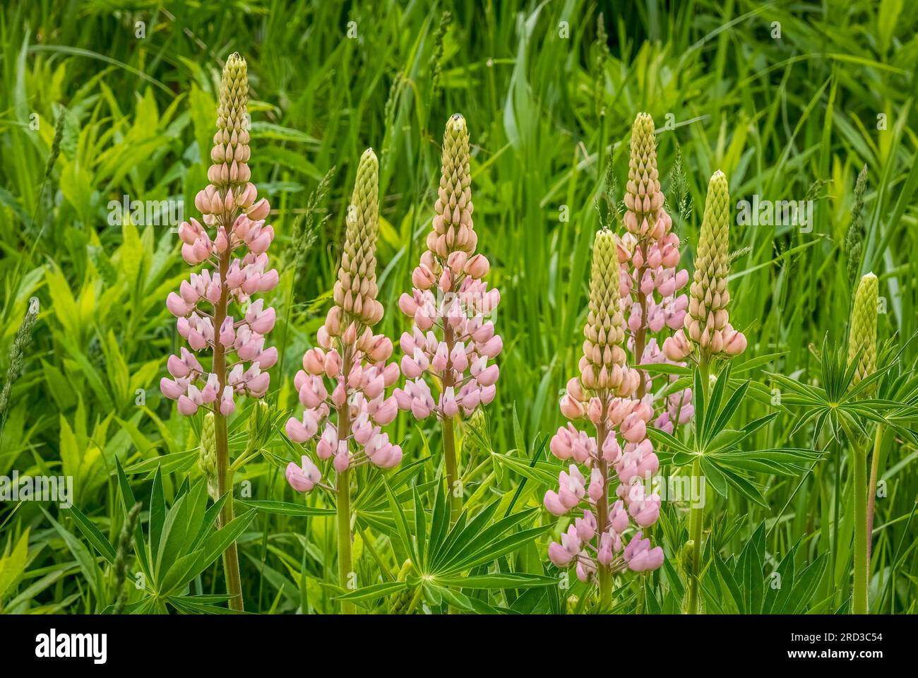 Lupinus, weithin bekannt als Lupine, Lupine oder regional bluebonnet, wächst entlang der Straße auf der Oberen Halbinsel von Michigan, USA Stockfoto