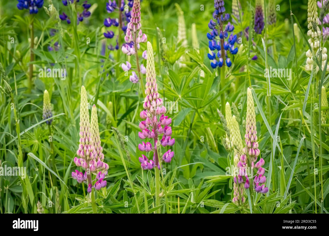 Lupinus, weithin bekannt als Lupine, Lupine oder regional bluebonnet, wächst entlang der Straße auf der Oberen Halbinsel von Michigan, USA Stockfoto