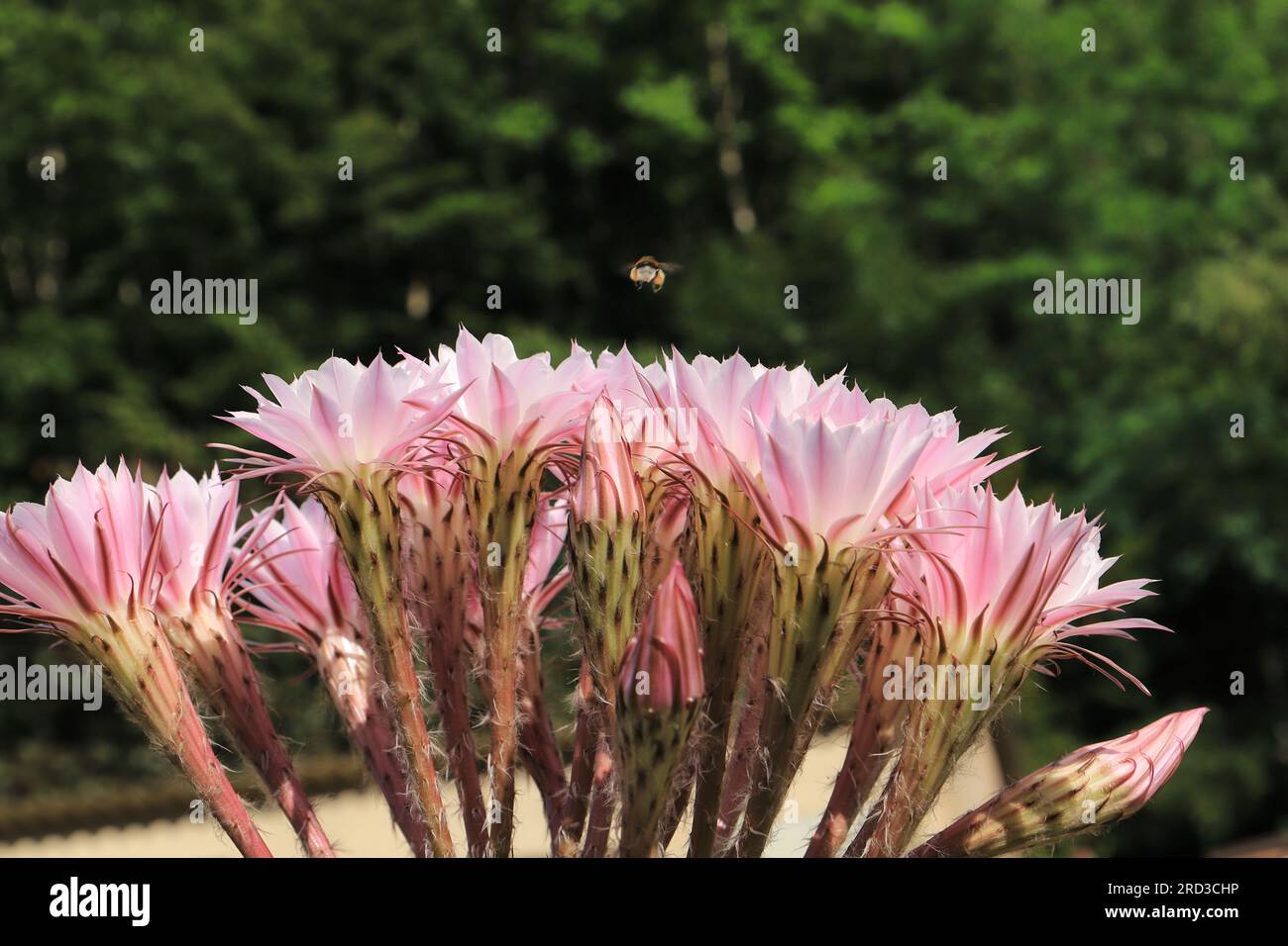 Ein echinopsis-Kaktus mit rosa Blten Stockfotografie - Alamy