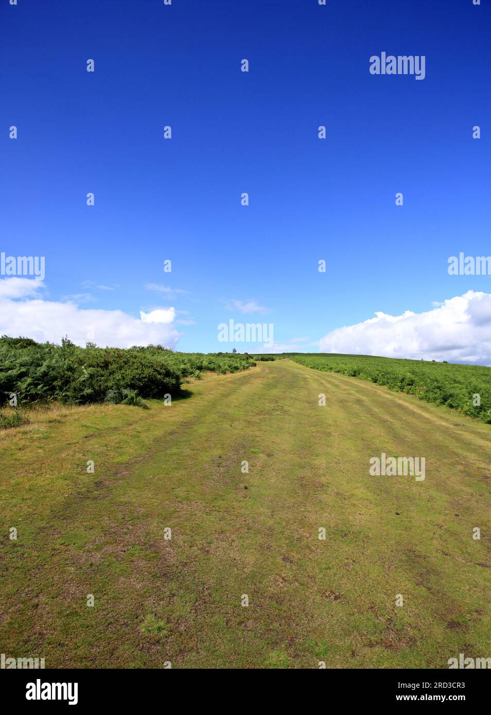 Hergest Ridge, Kington, Herefordshire, England, Großbritannien. Stockfoto
