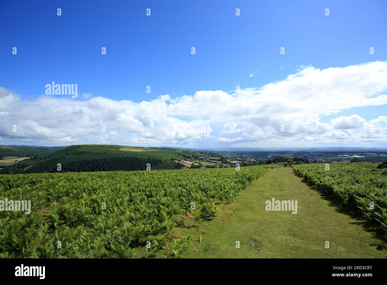 Hergest Ridge, Kington, Herefordshire, England, Großbritannien. Stockfoto