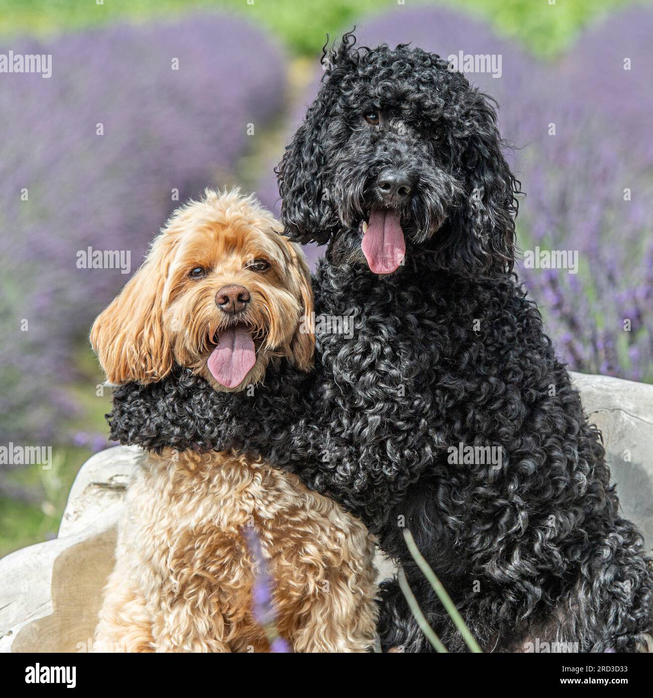 Cockapoo-Hunde beste Freunde Stockfoto