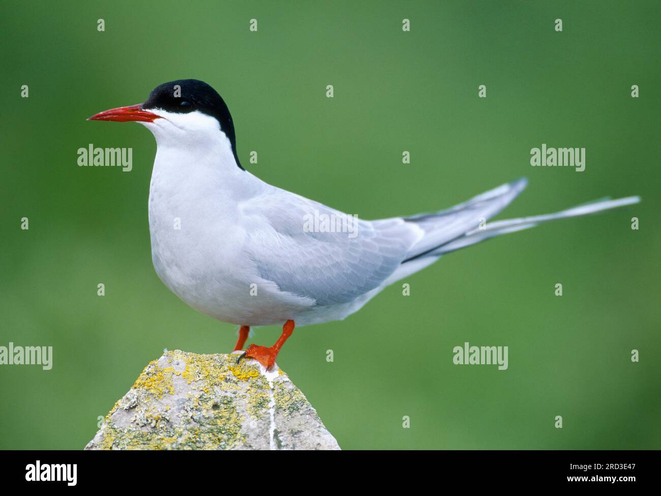 Arctic Tern (Sterna paradisaea) Individuum hoch oben auf Flechten-bedeckten Felsen und in Zuchtkolonie, Inner Farne Island, Northumberland, England Stockfoto