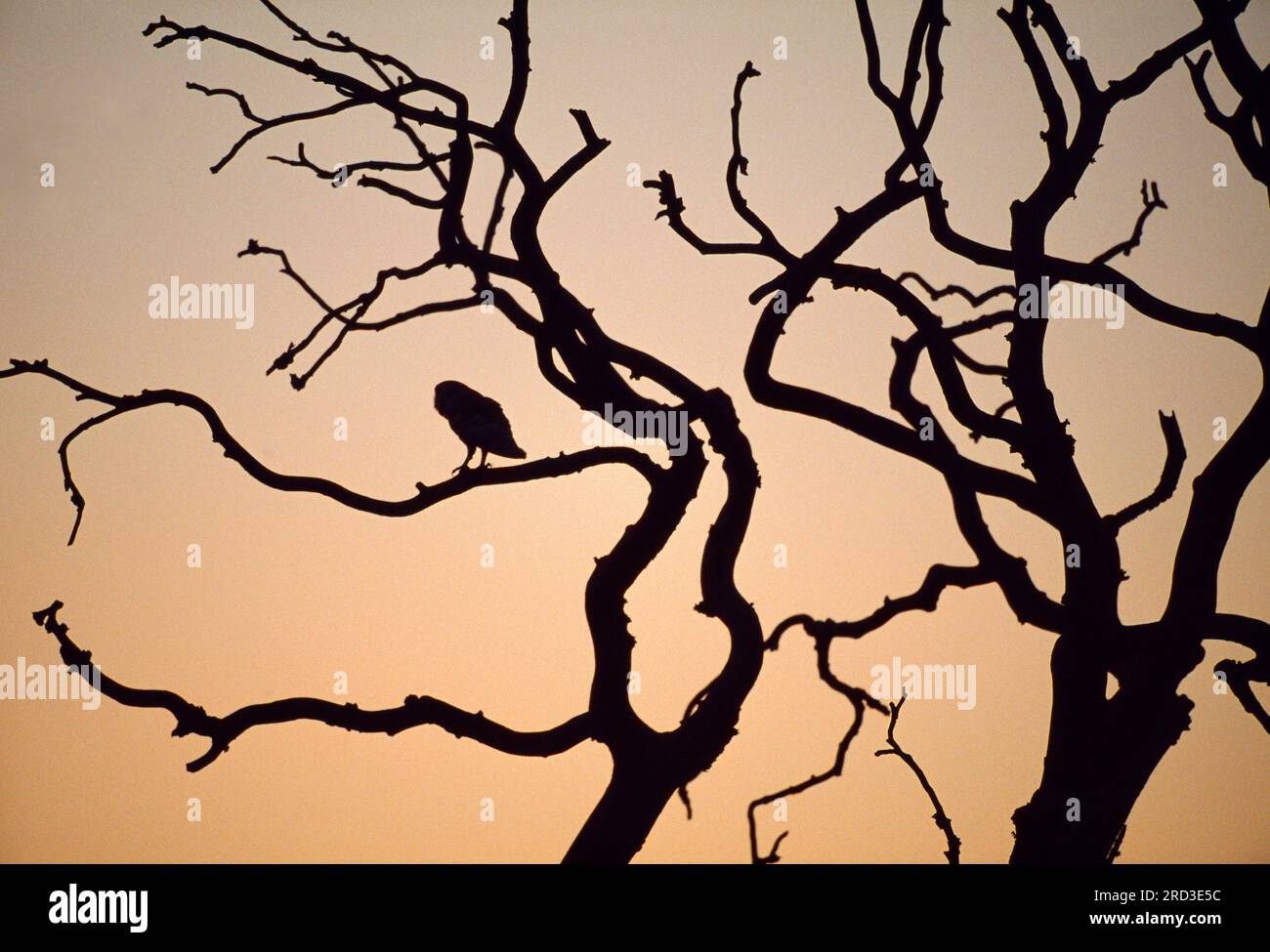 Scheuneneule (Tyto alba) Silhouette des Erwachsenen, der in der Dämmerung auf einem toten Baum sitzt, Berwickshire, Schottland, Juni 2006 Stockfoto