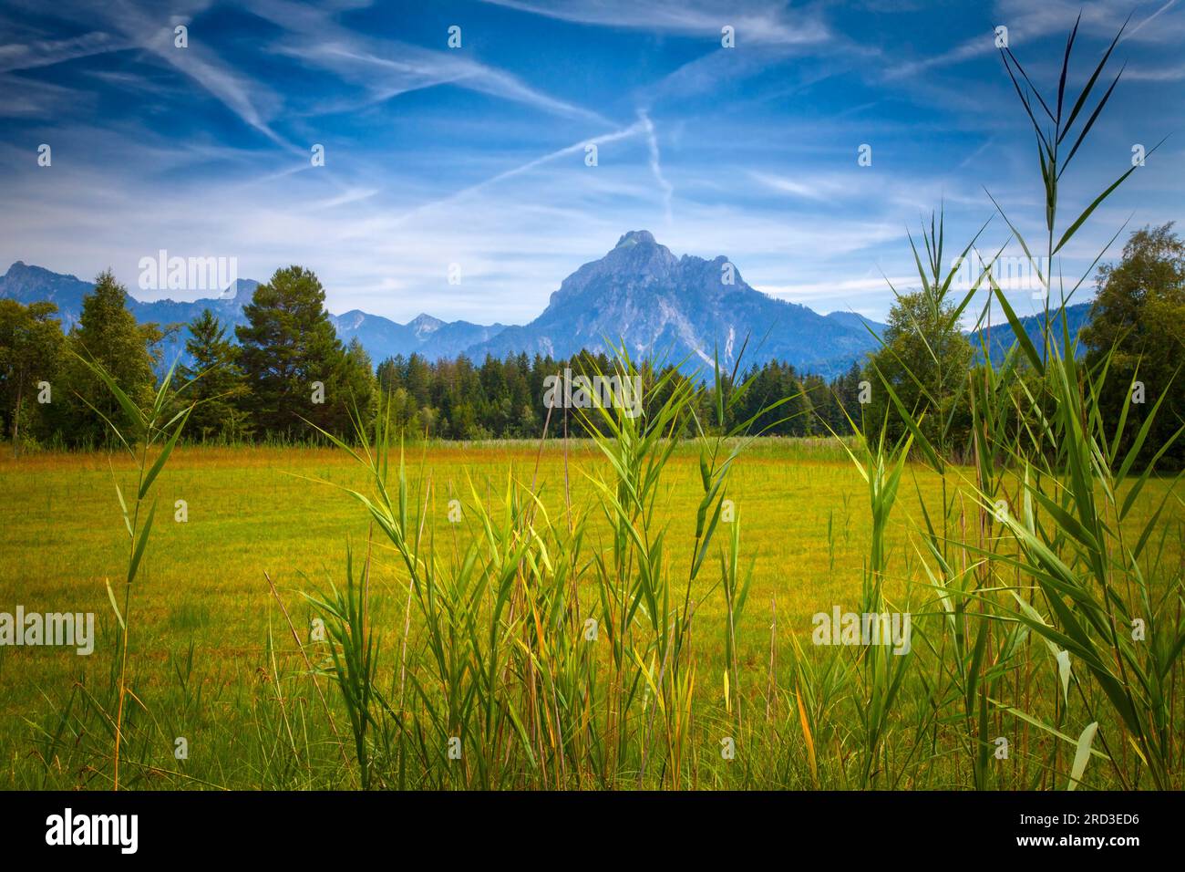 DE - BAYERN/ALLGÄU: Moorlandszene am Hopfensee bei Füssen mit Säuling im Hintergrund. Stockfoto