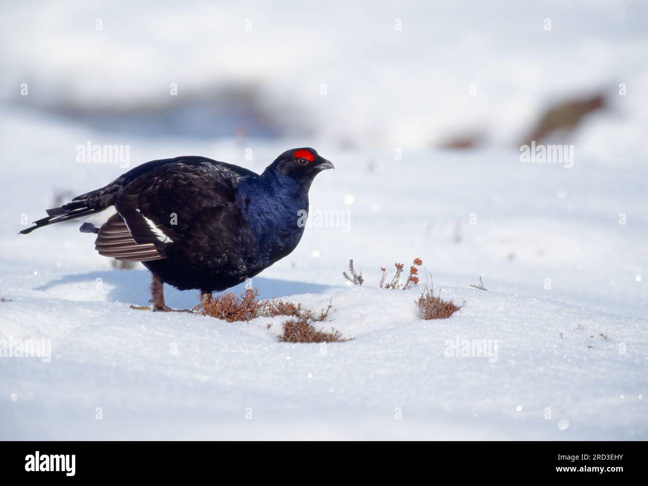 Schwarzhühner (Tetrao tetrix), männlich am Lean im späten Schneefall, Spey Valley, Speyside, Cairngorms National Park, Schottland, April 2002 Stockfoto