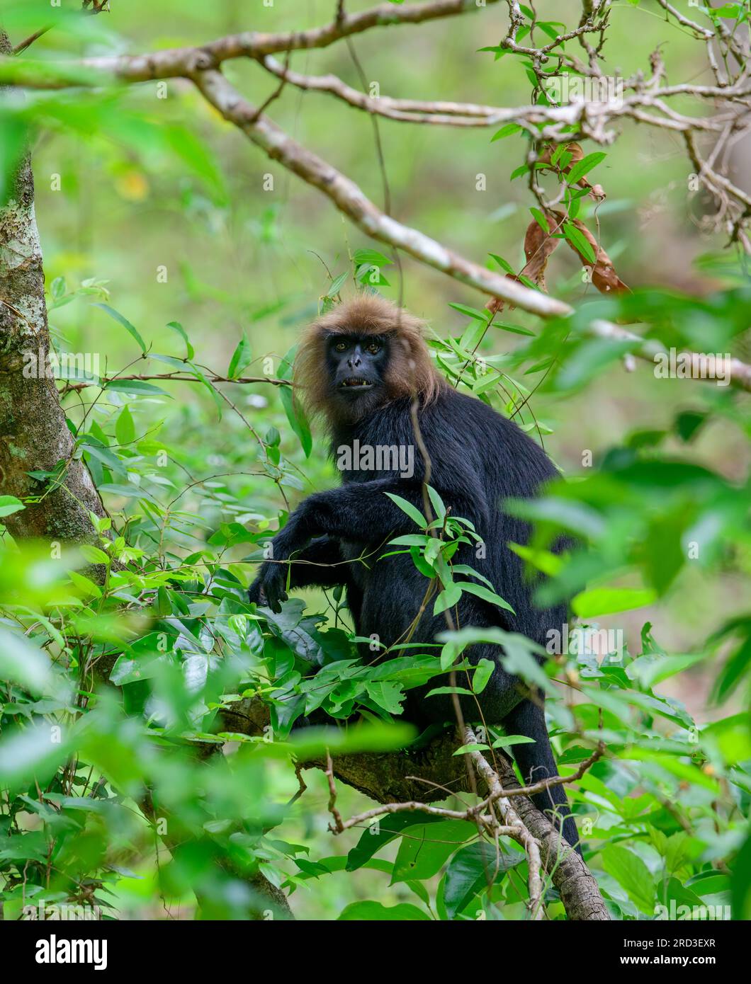 Grüne Schätze enthüllt: Majestätische Nilgiri Langurs und Löwenschwanzmakaken durchstreifen frei in Keralas unberührtem Parambikulam Tiger Reserve! Stockfoto