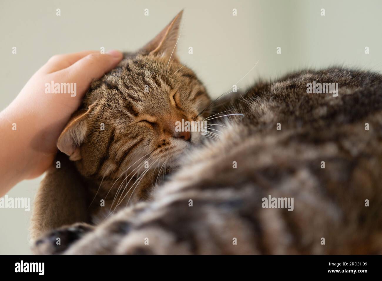 Menschliche Hand, die eine Katze streichelt, die schläft Stockfoto