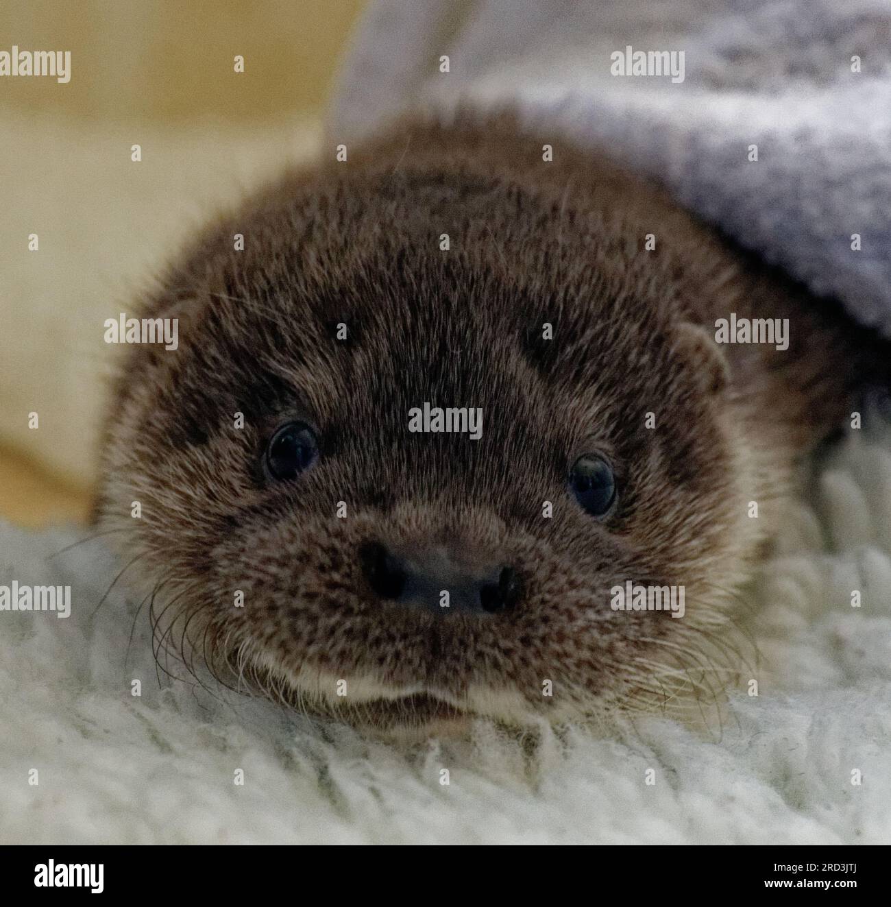 Eudasianischer Otter (Lutra lutra) Waisenkind in Pflege, in der Hand aufgezogen. Stockfoto