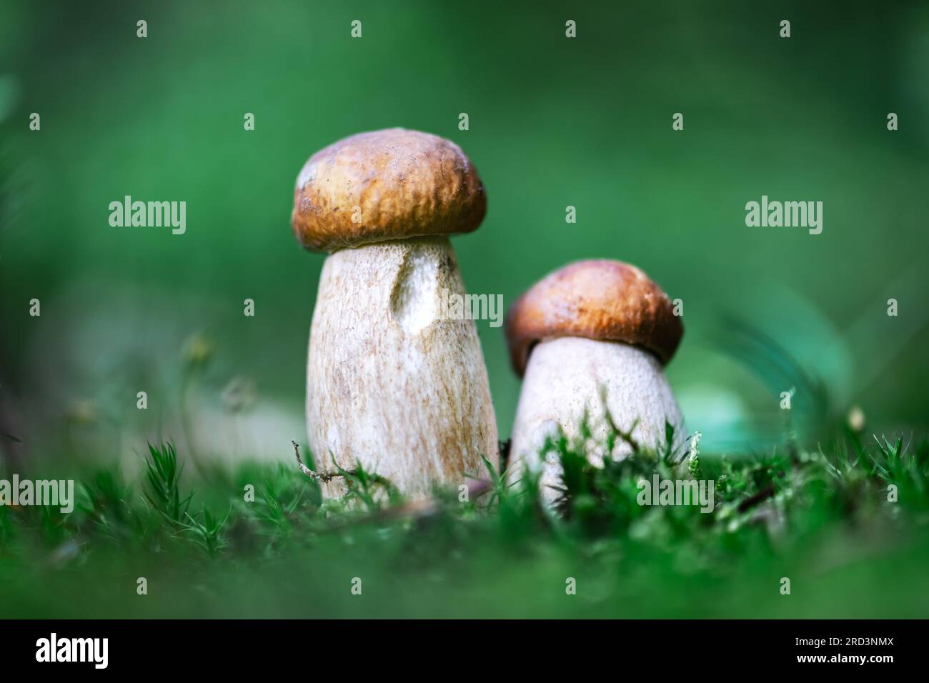 Zwei weiße Pilzkerne in grünem Moos im Sommerwald Stockfoto