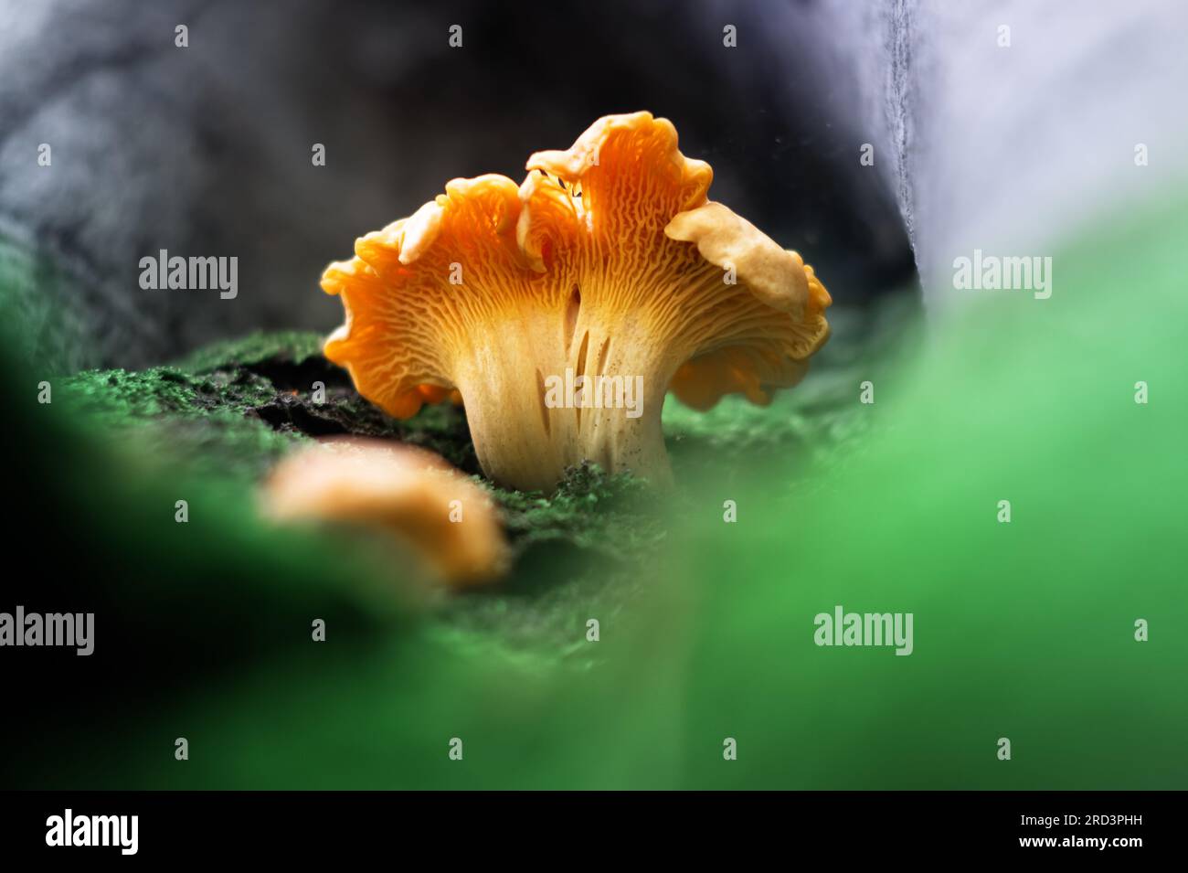 Nahaufnahme von Orangenfieberpilzen, die im grünen Moos in einem Sommerwald wachsen. Einer der köstlichsten und gesündesten essbaren Pilze Stockfoto