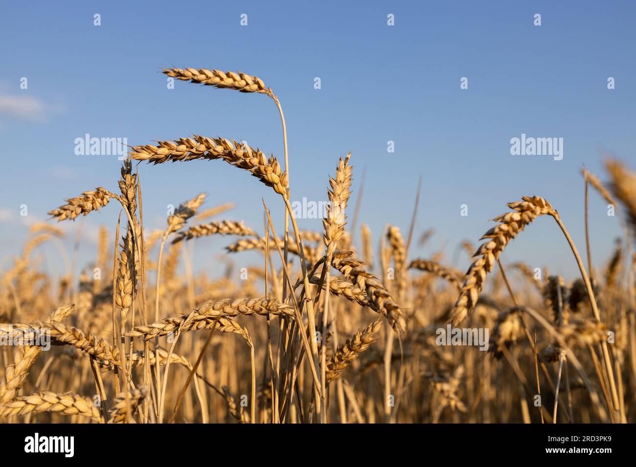 Goldenes Weizenfeld vor einem wolkenlosen blauen Himmel. Selektiver Fokus auf einige Maisohren. Unabhängigkeitstag der Ukraine. Getreidedeal. Der Wert der Körnung Stockfoto