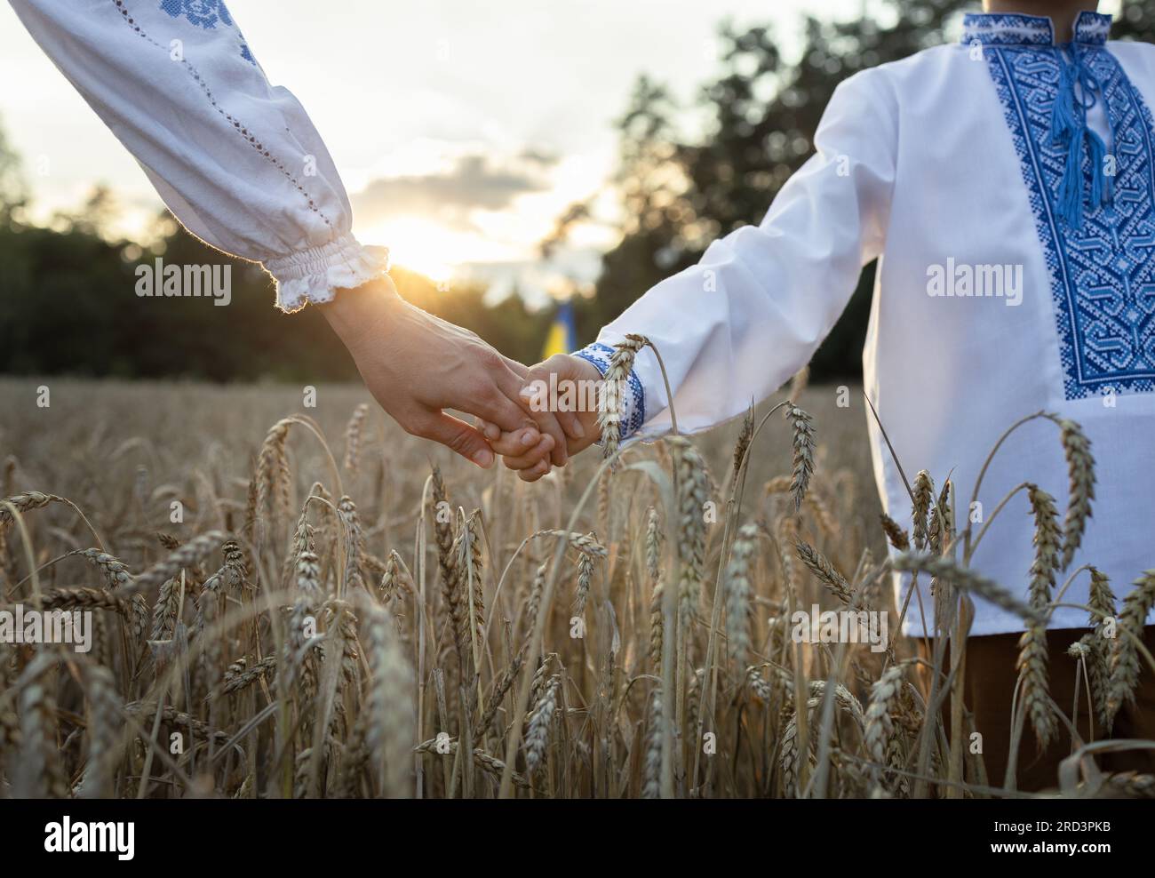Die Hand einer Frau in vyshyvanka hält die Hand des Kindes bei Sonnenuntergang im Hintergrund der Sonne inmitten der Stacheln in einem Weizenfeld. Ukrainische Familie, Einheit, Unterstützung, s Stockfoto