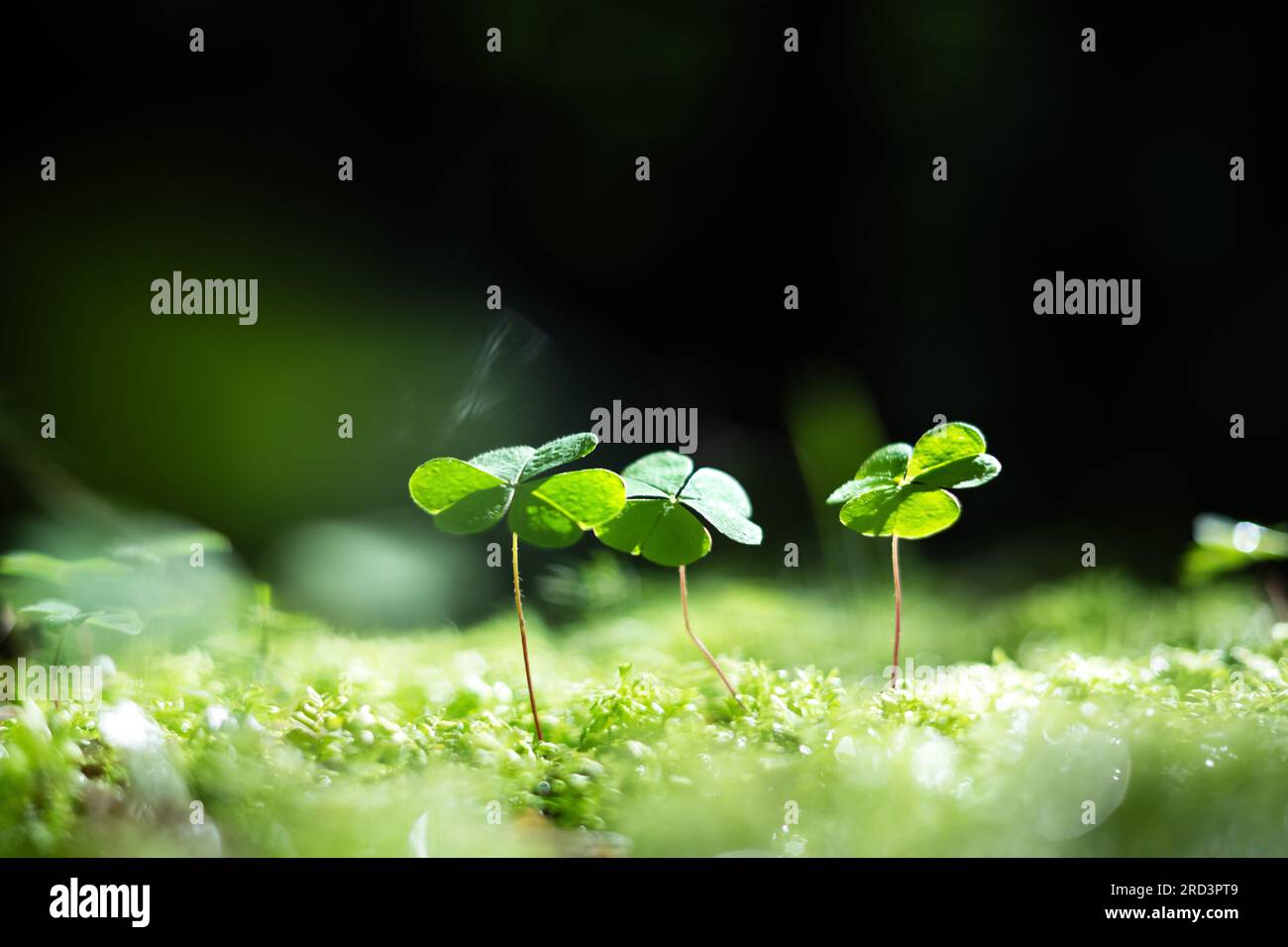 Grüne Blätter der Pflanze Oxalis suksdorfii im dunklen Sommerwald. Naturhintergrund Stockfoto