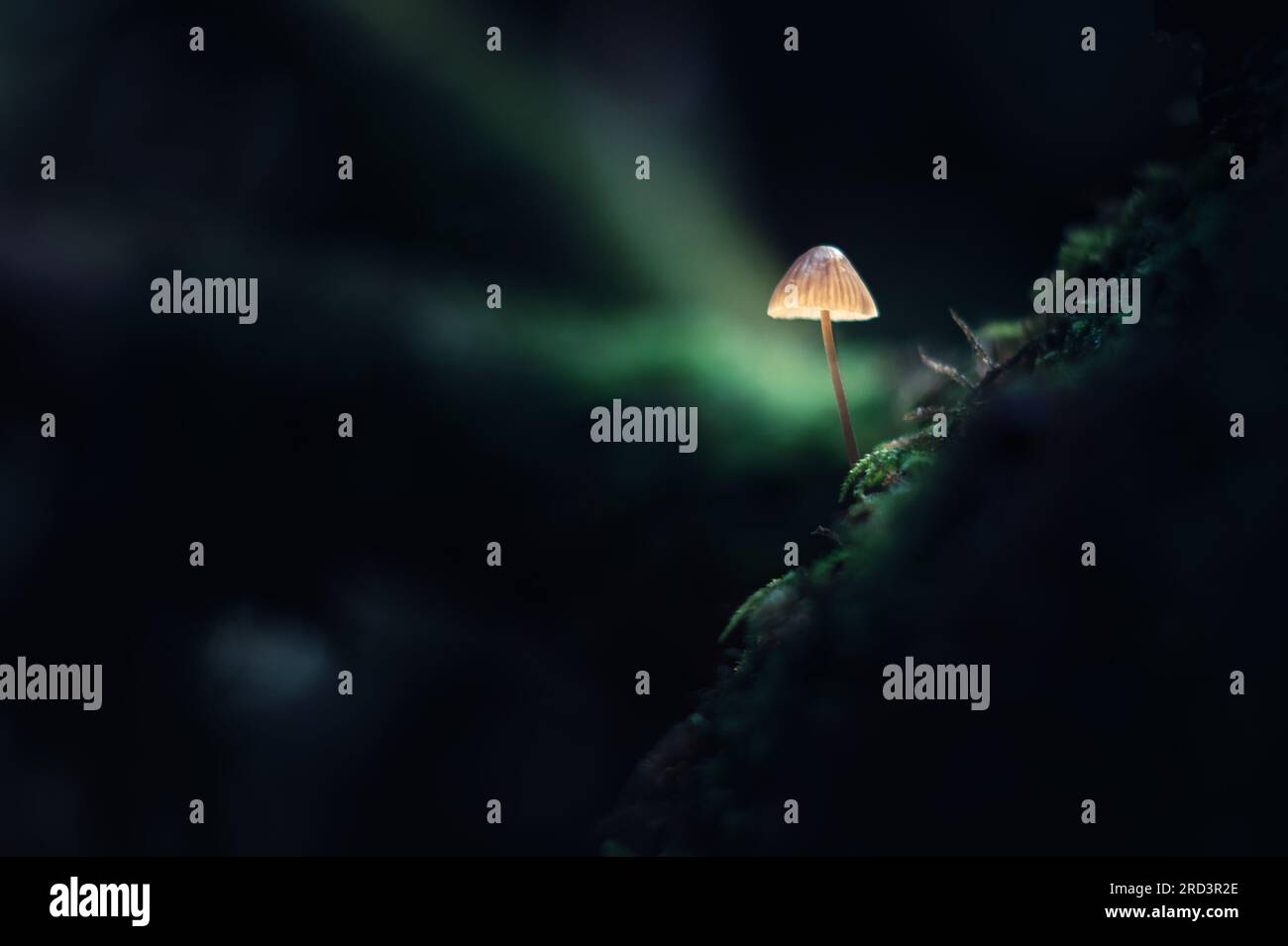Wunderschöne Makroaufnahme eines einzelnen Pilzes in dunklem Waldmoos. Makrofotografie in der Natur Stockfoto