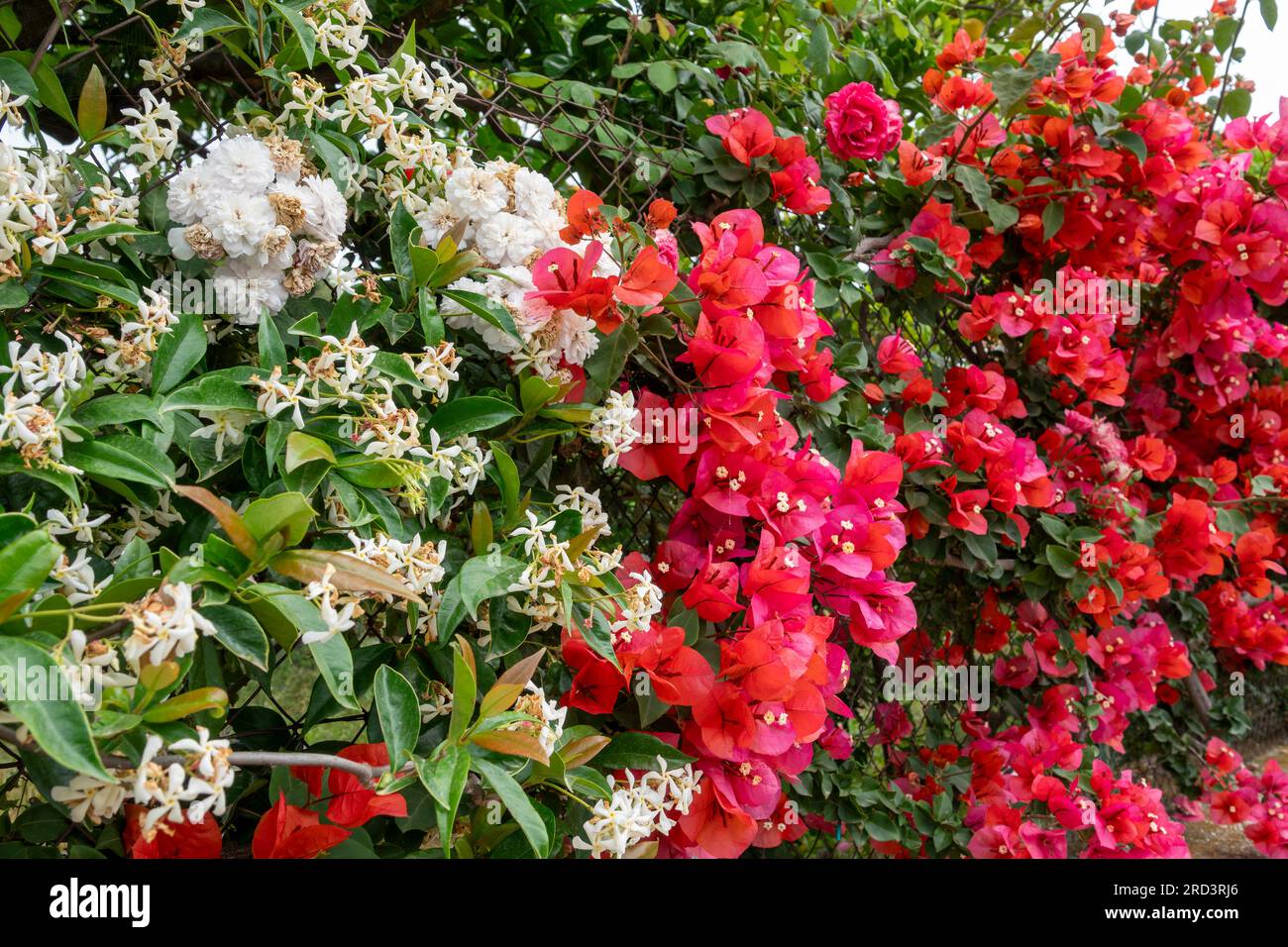 Die Flora von Kefalonia, Griechenland, Bougainvillea im Frühling Stockfoto