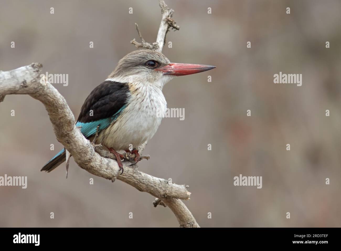 Braun mit Kapuze Kingfisher Stockfoto