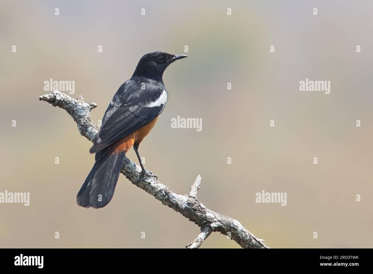 Spöttische Cliff Chat Stockfoto