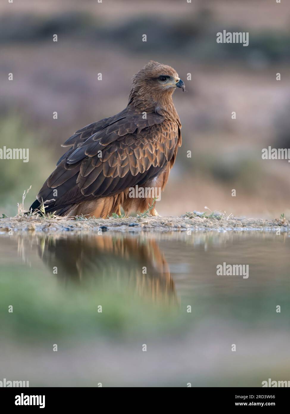 Schwarzer Drachen, Milvus migrans, Single Vogel auf dem Wasser, Spanien, Juli 2023 Stockfoto