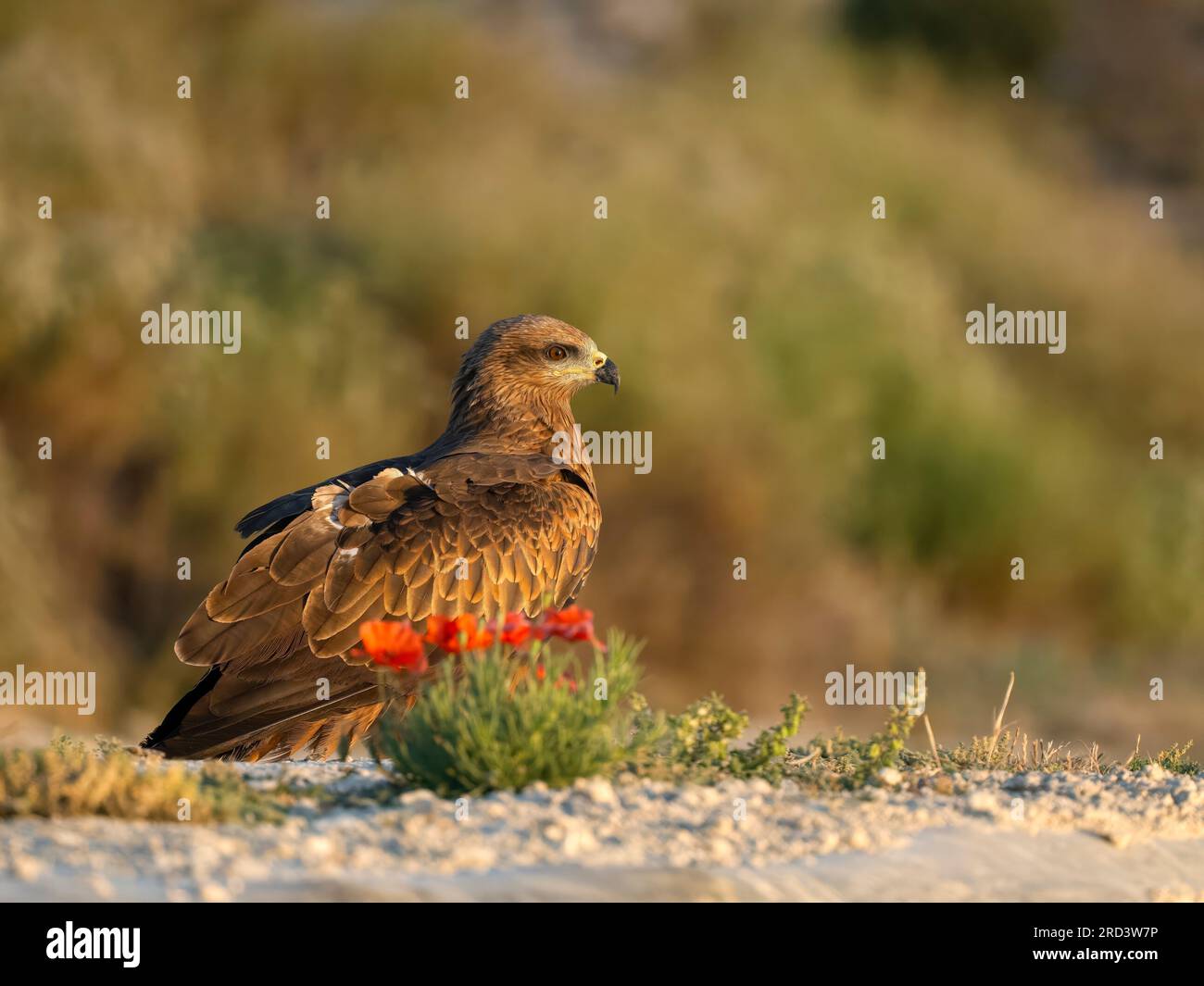 Schwarzer Drachen, Milvus migrans, Single Vogel am Boden, Spanien, Juli 2023 Stockfoto