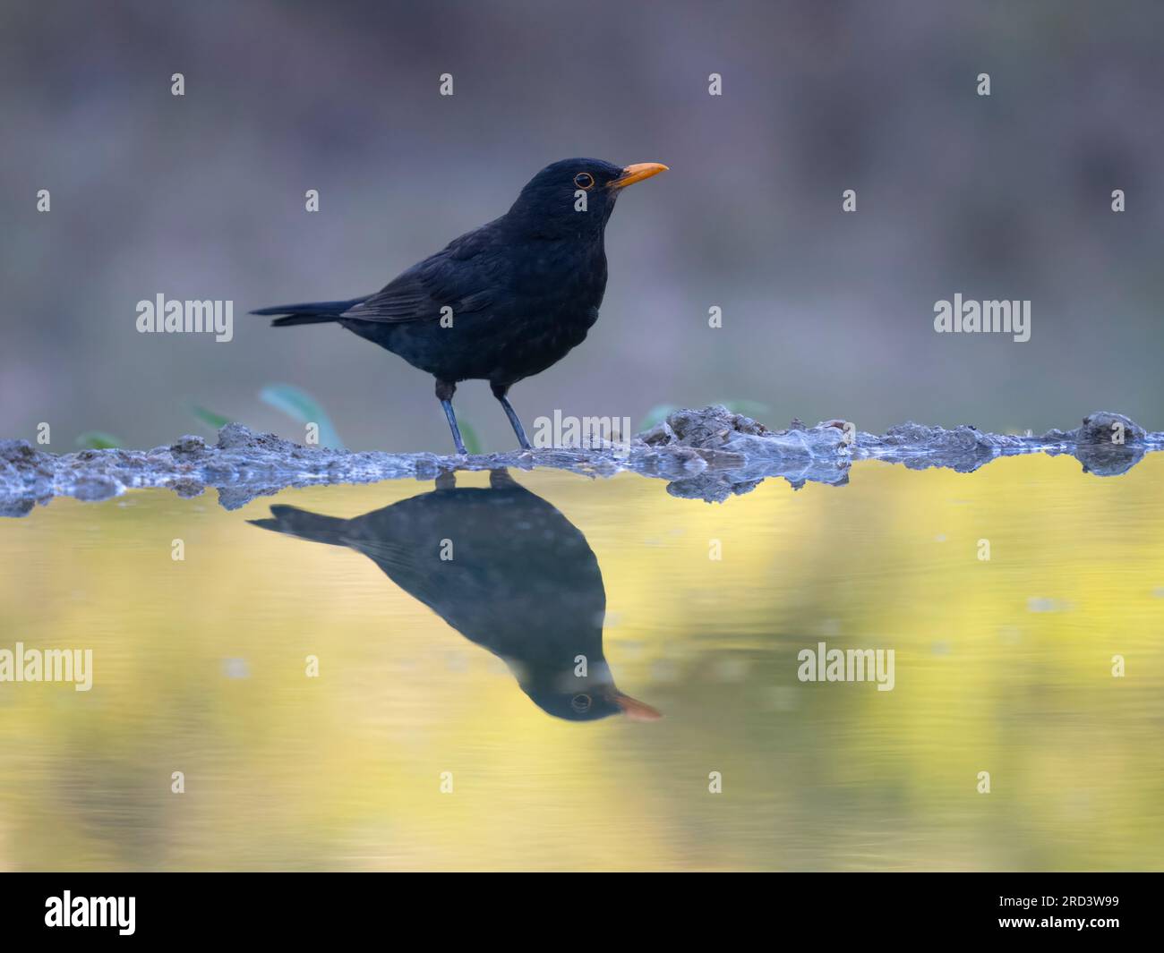 Blackbird, Turdus merula, Single, männlich auf dem Wasser, Spanien, Juli 2023 Stockfoto