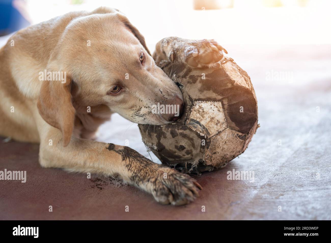 labrador-Hund trainieren, den Ball aus der Nahaufnahme auf einem sonnenbeleuchteten Hintergrund zu holen Stockfoto