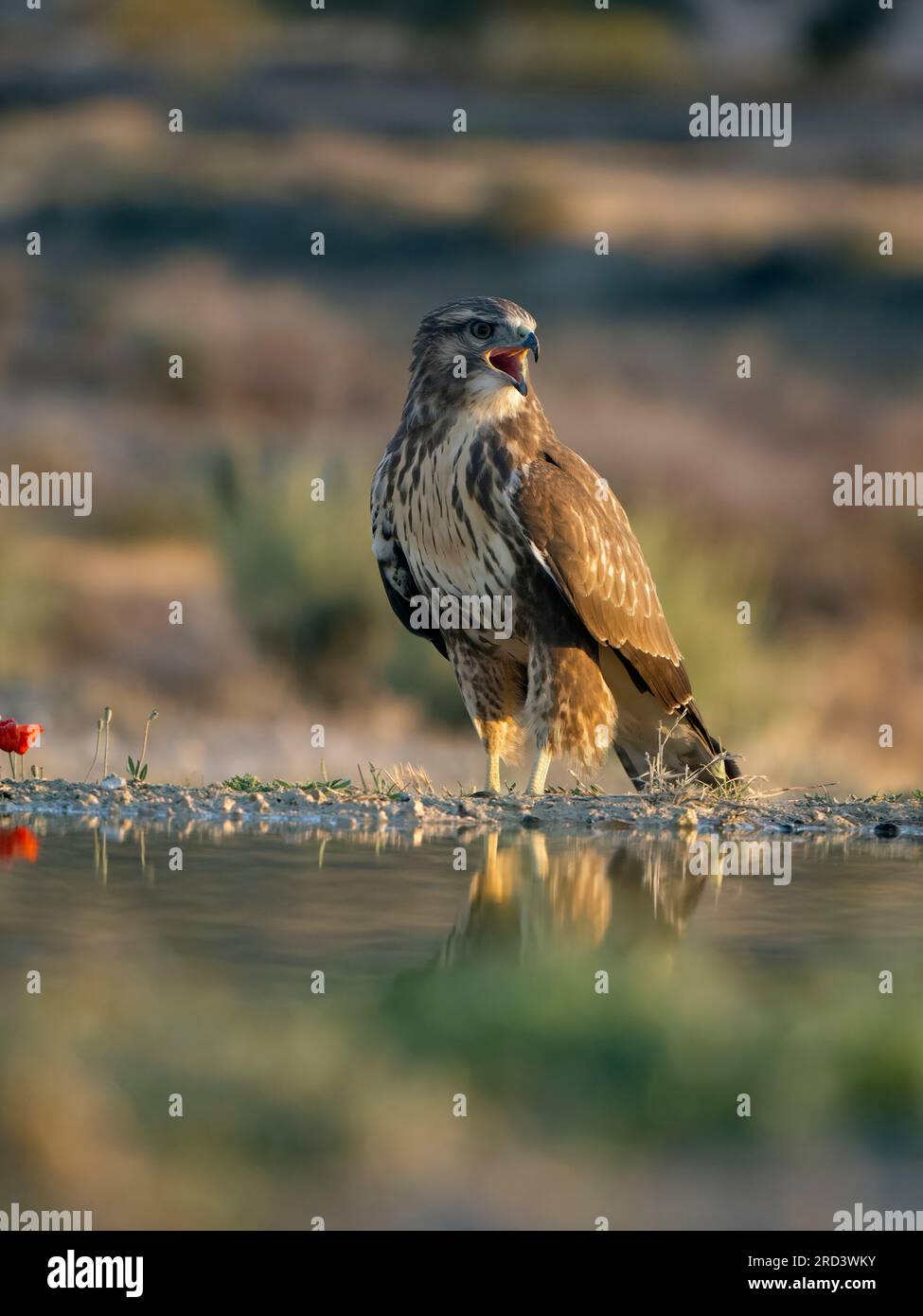Bussard, Buteo buteo, Single Vogel by water, Spanien, Juli 2023 Stockfoto