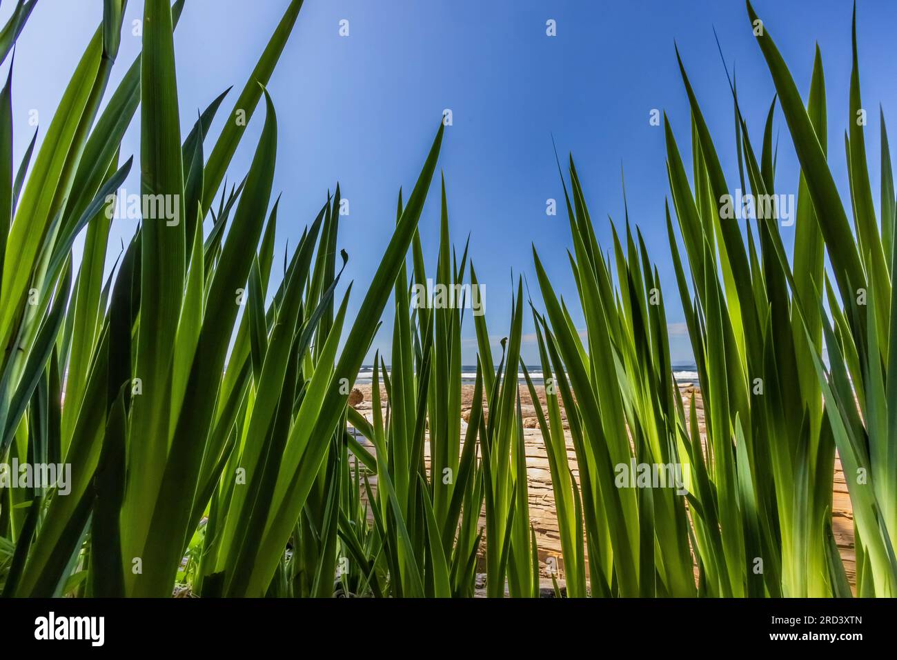 Blassgelbe Iris, Iris pseudacorus, Blätter am Shi Shi Beach und Point of Arches, Olympic National Park, Washington State, USA Stockfoto