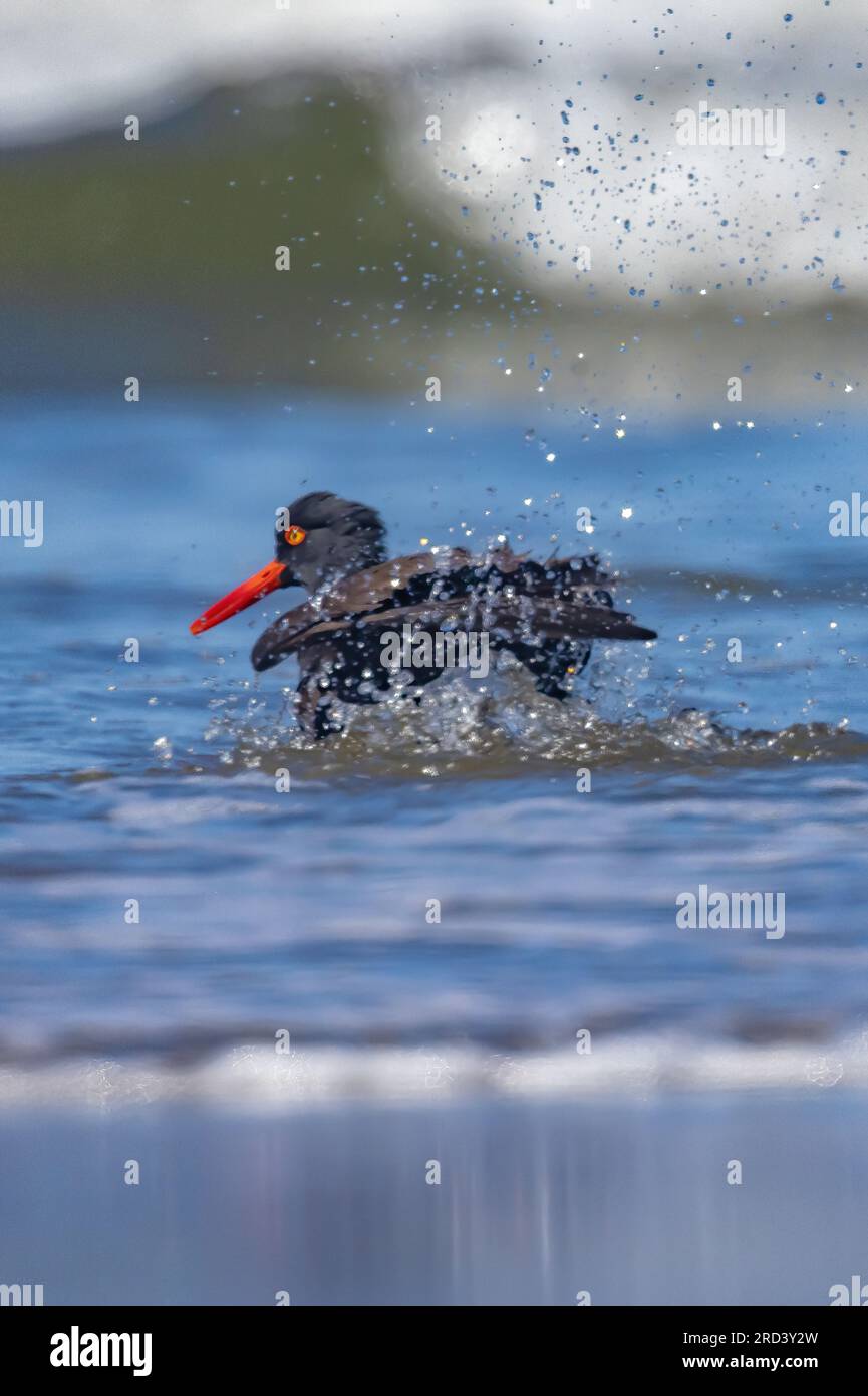 Black Oystercatcher, Haematopus bachmani, Baden und Trinken am Fluss entlang Shi Shi Beach, Olympic National Park, Washington State, USA Stockfoto