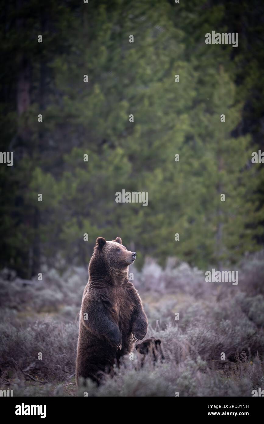 Eine Erwachsene Braunbärkuh, bekannt als #399, steht auf, während sie die Menge der Besucher des Parks beobachtet, die sich im Grand Teton National Park in Moose, Wyoming, versammelt haben, um ihr und ihrem Junges zuzusehen. Bär Nr. 399 ist der älteste dokumentierte Grizzlybär im Großraum Yellowstone, der im Alter von 27 Jahren einen Schnitt erlitten hat. Stockfoto