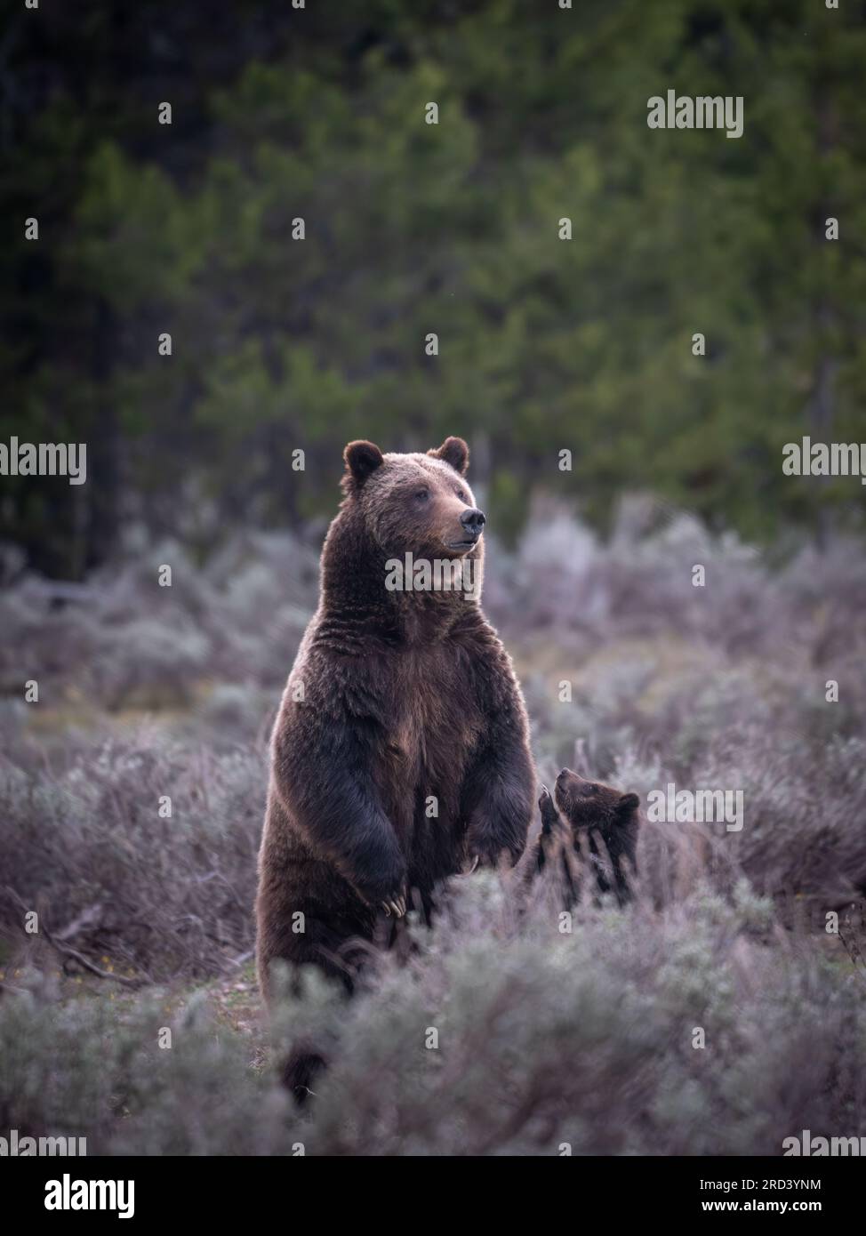 Eine Erwachsene Braunbärkuh, bekannt als #399, steht auf, während sie die Menge der Besucher des Parks beobachtet, die sich im Grand Teton National Park in Moose, Wyoming, versammelt haben, um ihr und ihrem Junges zuzusehen. Bär Nr. 399 ist der älteste dokumentierte Grizzlybär im Großraum Yellowstone, der im Alter von 27 Jahren einen Schnitt erlitten hat. Stockfoto