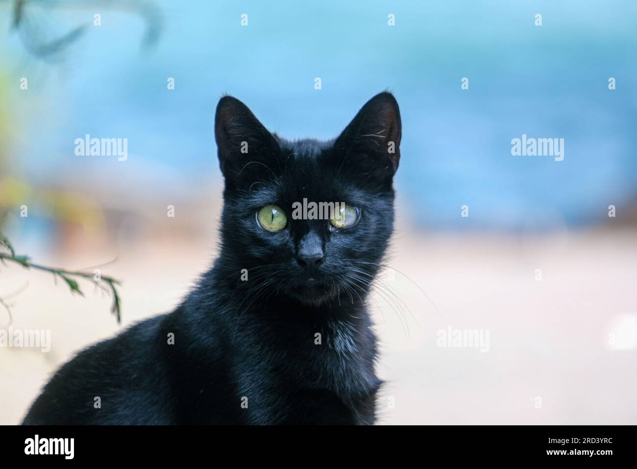 Nahaufnahme einer schwarzen Katze mit bunten grünen gelben Augen und isoliertem Hintergrund. Selektiver Fokus eingeschlossen. Offener Bereich. Stockfoto