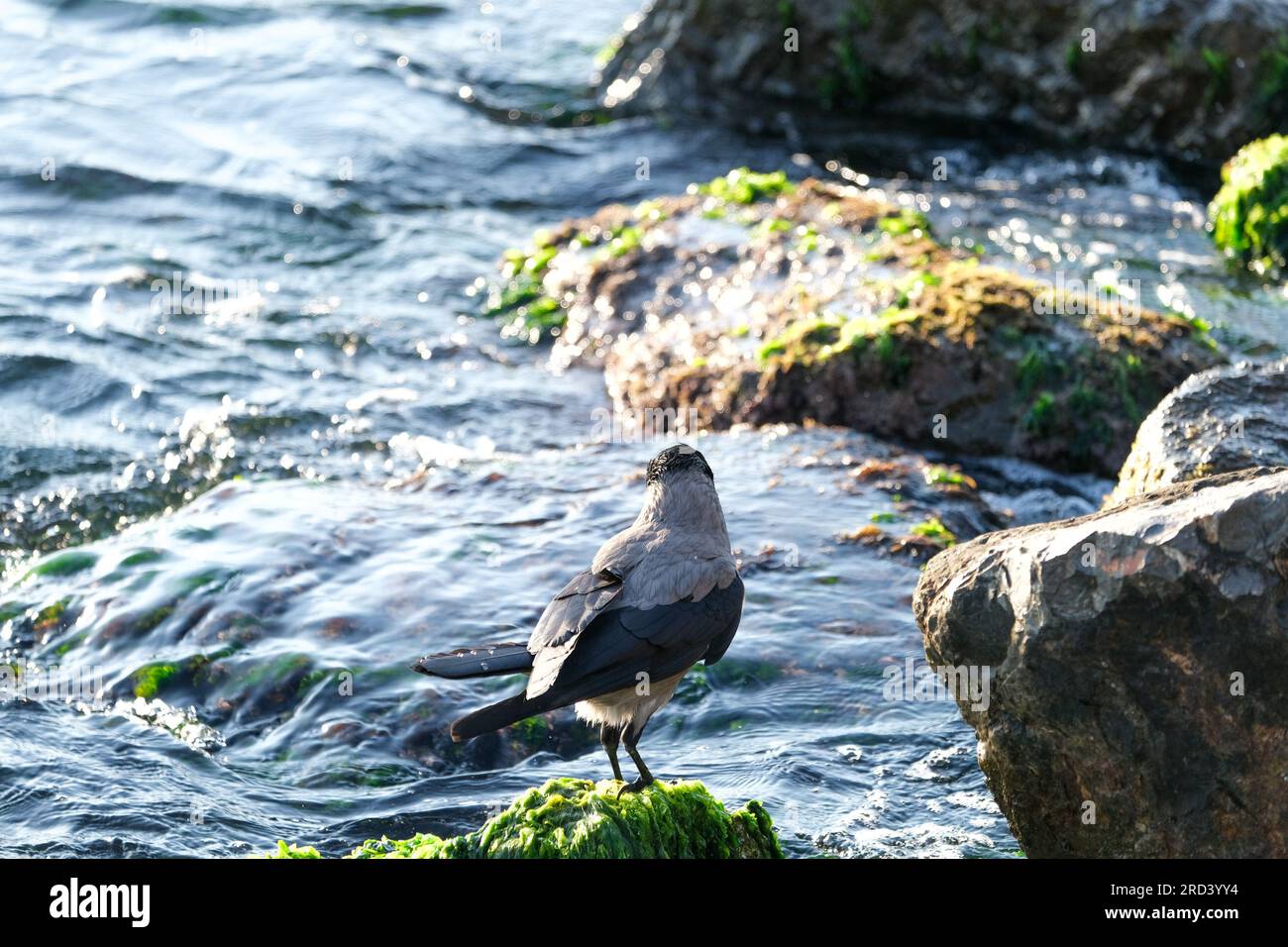 Schließen Sie die schwarze Krähe, die auf dem Felsen in der Nähe des Meeres steht. Selektiver Fokus der Krähe. Stockfoto