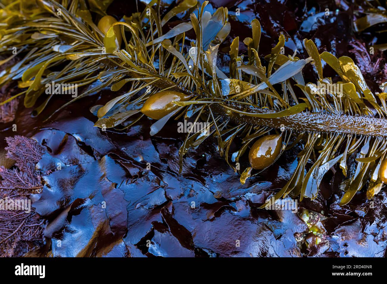 Drei Arten von Seetang (Feather Boa, herrlich schillernde Algen und anmutiges Coral Seaweed) bei Ebbe am Point of Arches, Olympic National Park Stockfoto