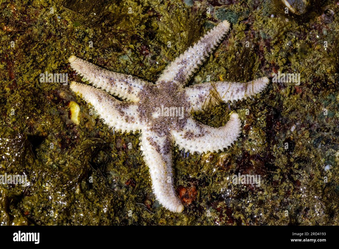 Drab Six-Armed Star, Leptasterias hexactis, Point of Arches, Olympic National Park, Washington State, USA Stockfoto