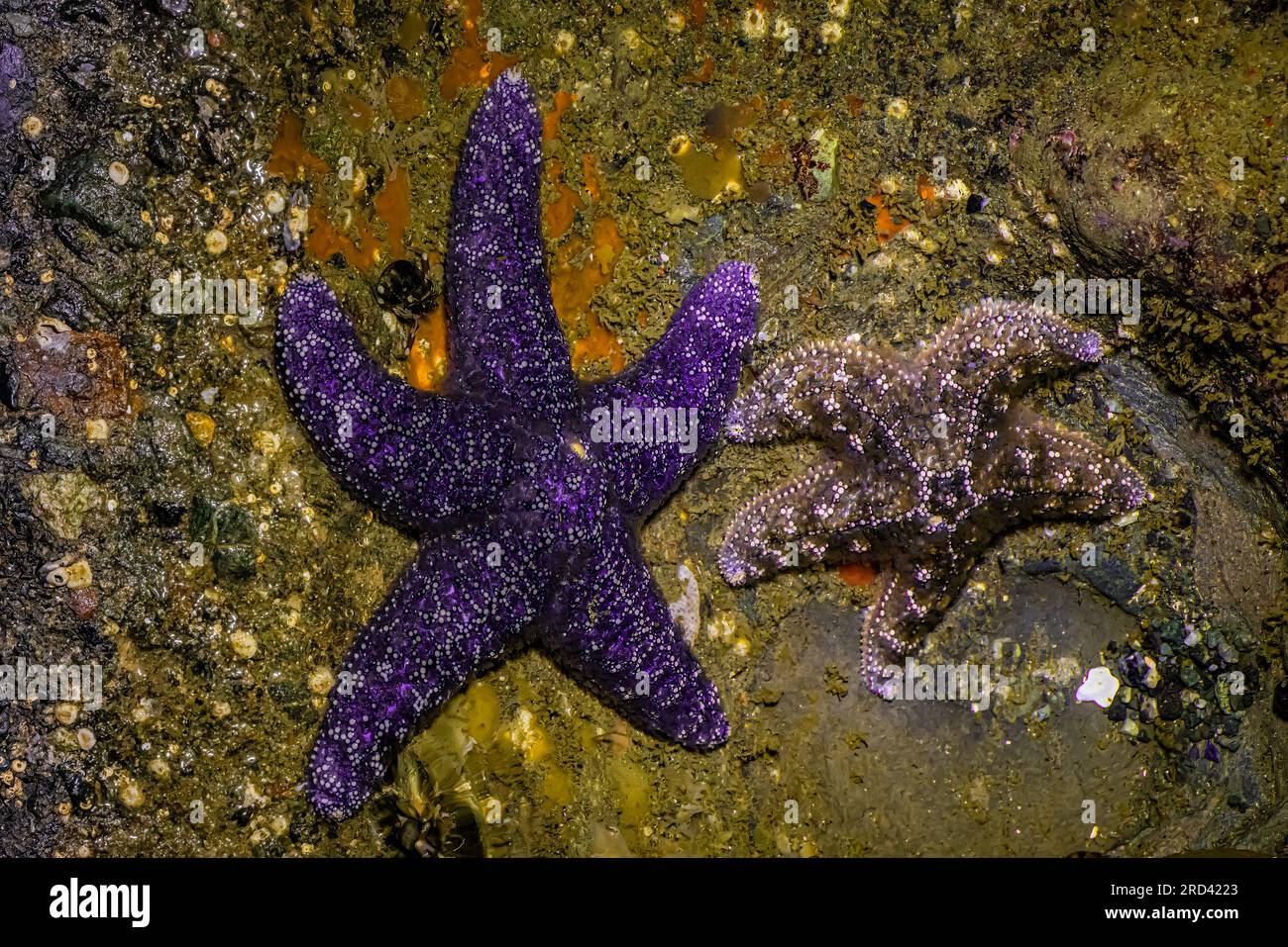 Der lilafarbene Ochre Sea Star, Pisaster Ochraceus, mit einem düsteren, am Point of Arches im Olympic National Park, Washington State, USA Stockfoto
