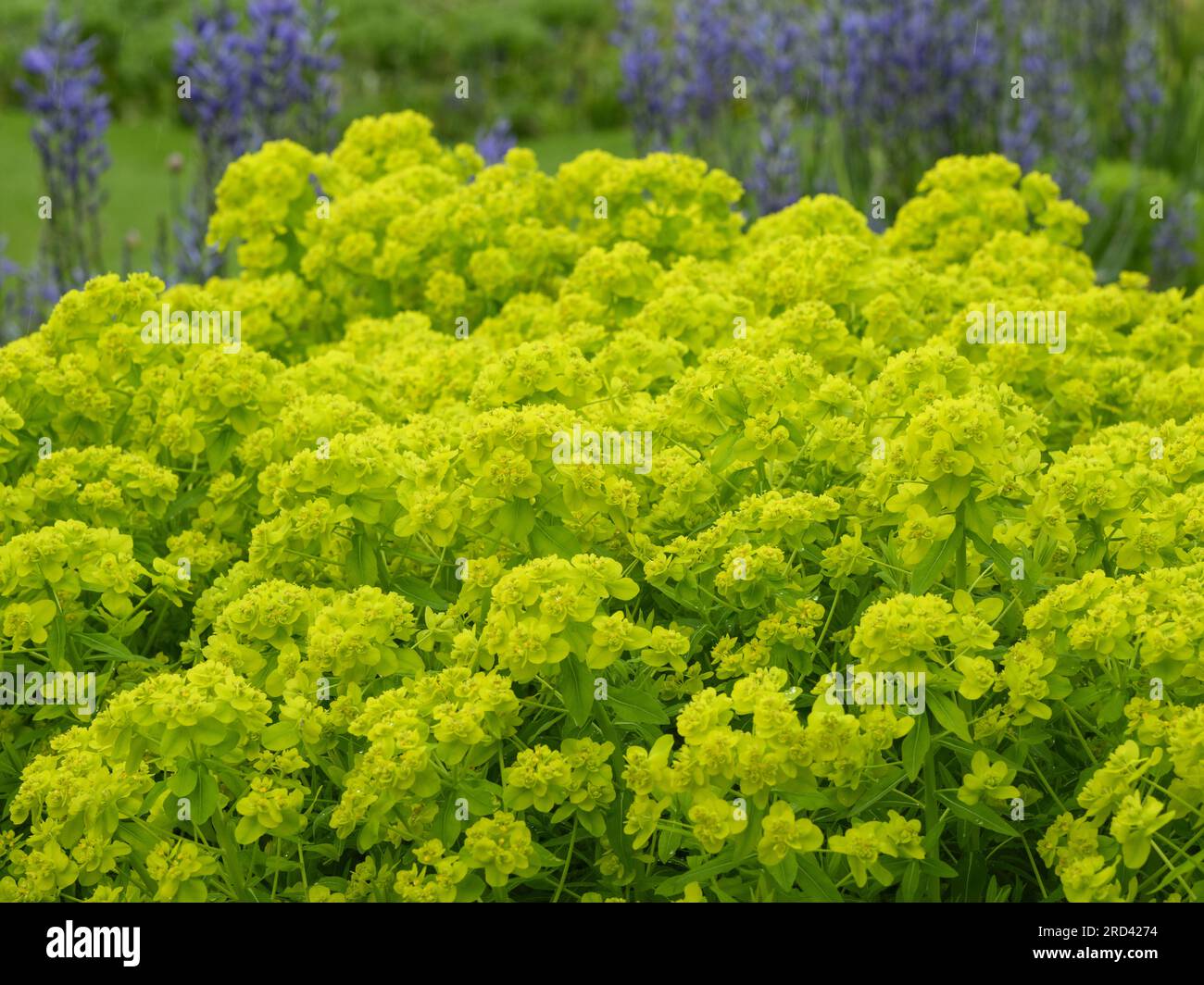 Euphorbia „Palustris“ (Sumpfgebiet) Blütenpflanze auf englischem Landgarten Blumenbeet (mehrjährige Pflanzen aus der Nähe) - West Yorkshire, England, Großbritannien. Stockfoto