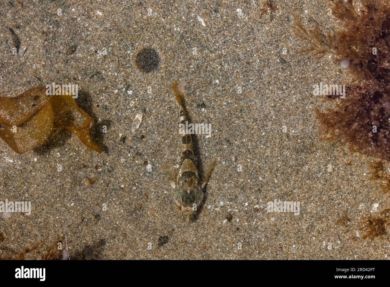 Tidepool Sculpin, Oligocottus maculosus, in einem Gezeitenbecken am Shi Beach am Point of Arches, Olympic National Park, Washington State, USA Stockfoto