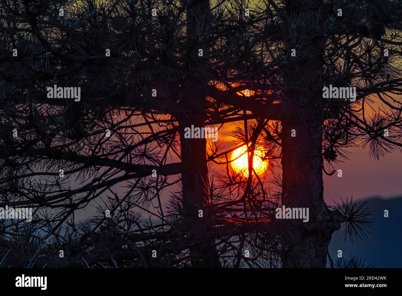 Die untergehende Sonne zwischen den Zweigen der Kiefer im Vordergrund Stockfoto