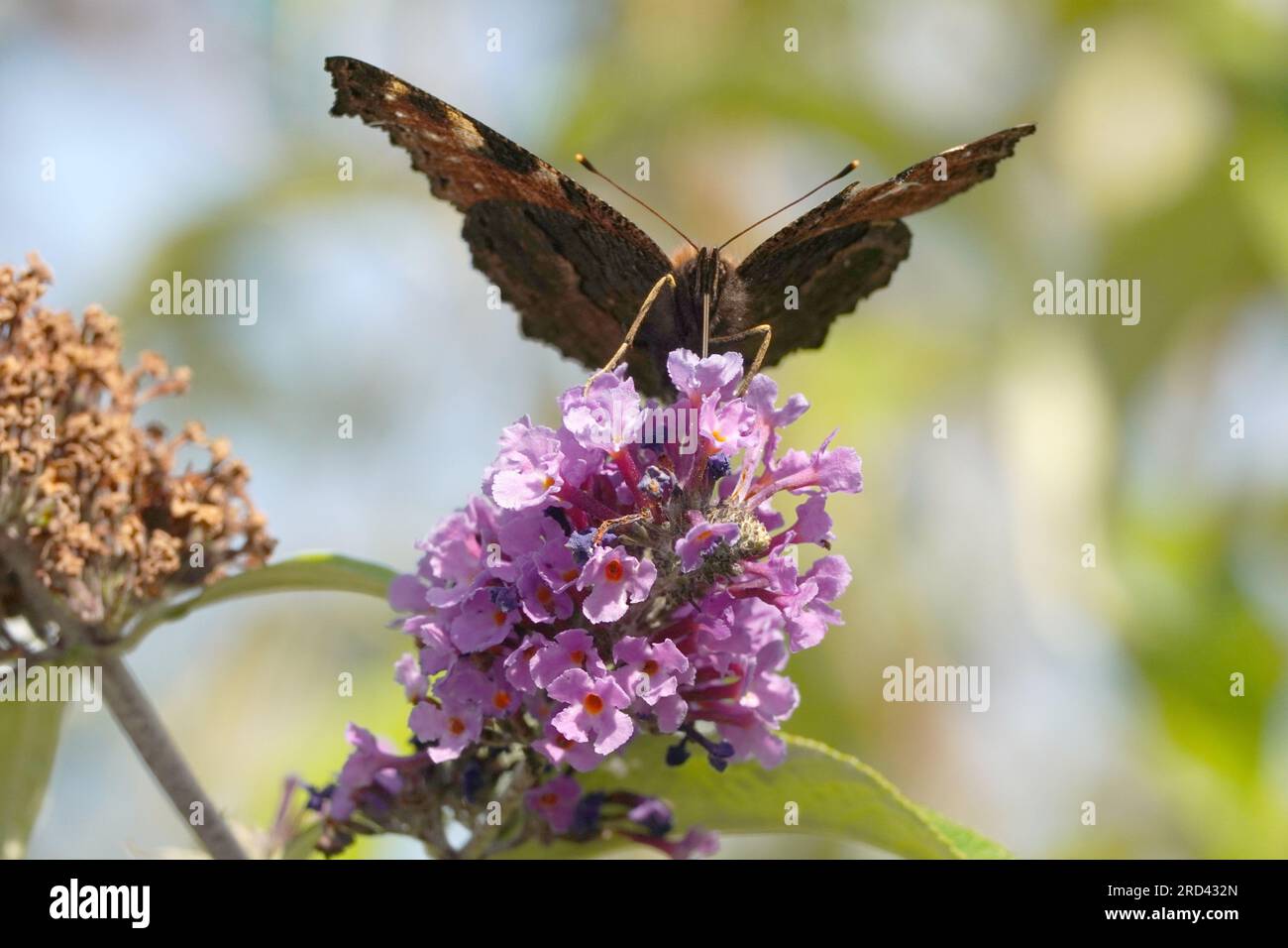 peacock Butterfly sammelt Nektar Stockfoto