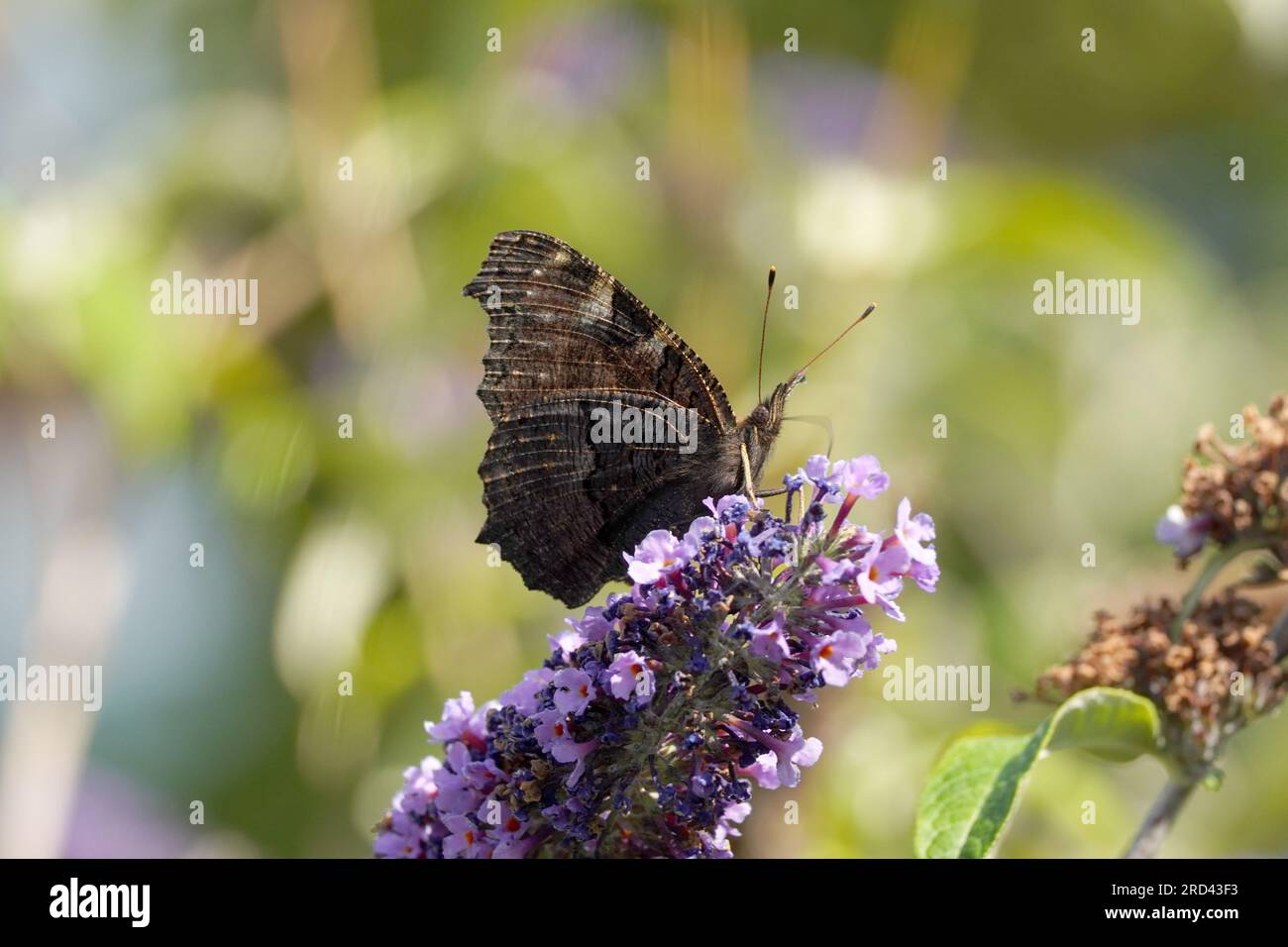 peacock Butterfly sammelt Nektar Stockfoto