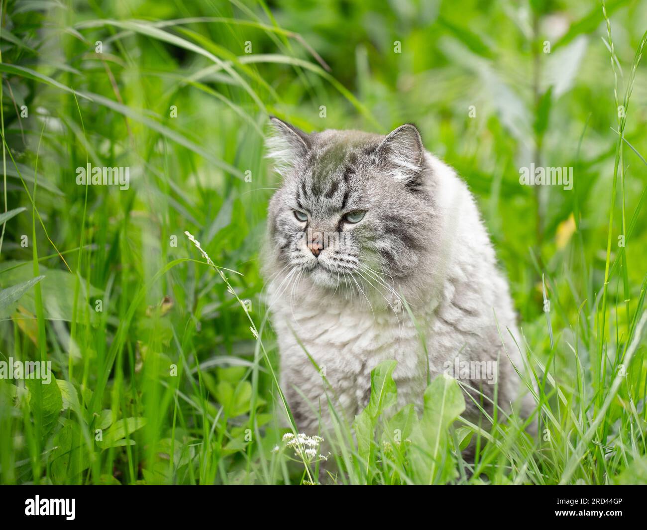 Neva Masquerade Sibirische Hauskatze, die im Freien im Gras sitzt Stockfoto